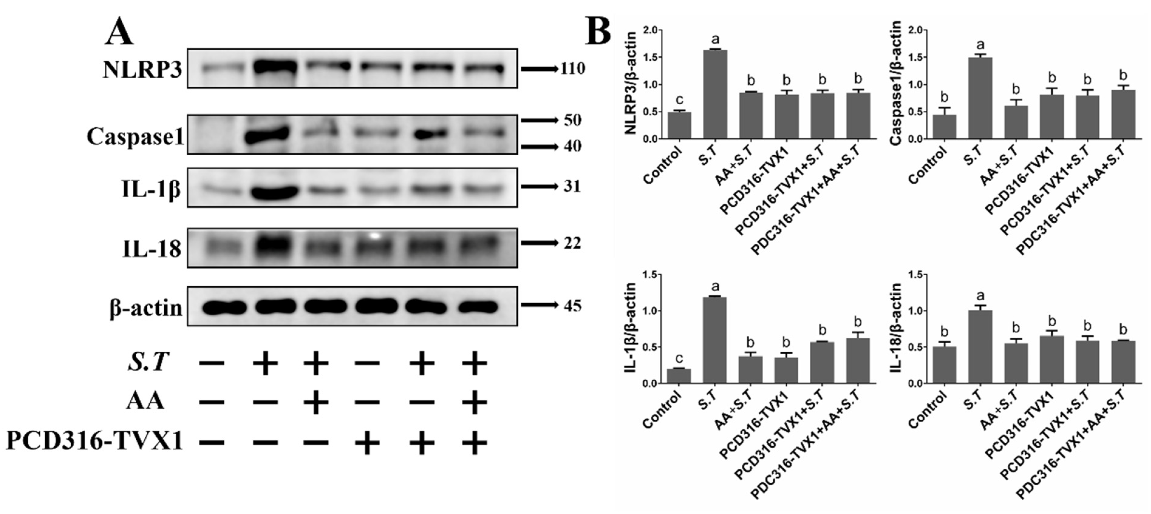 Ijms 23 10978 g007 Ijms 23 10978 g007