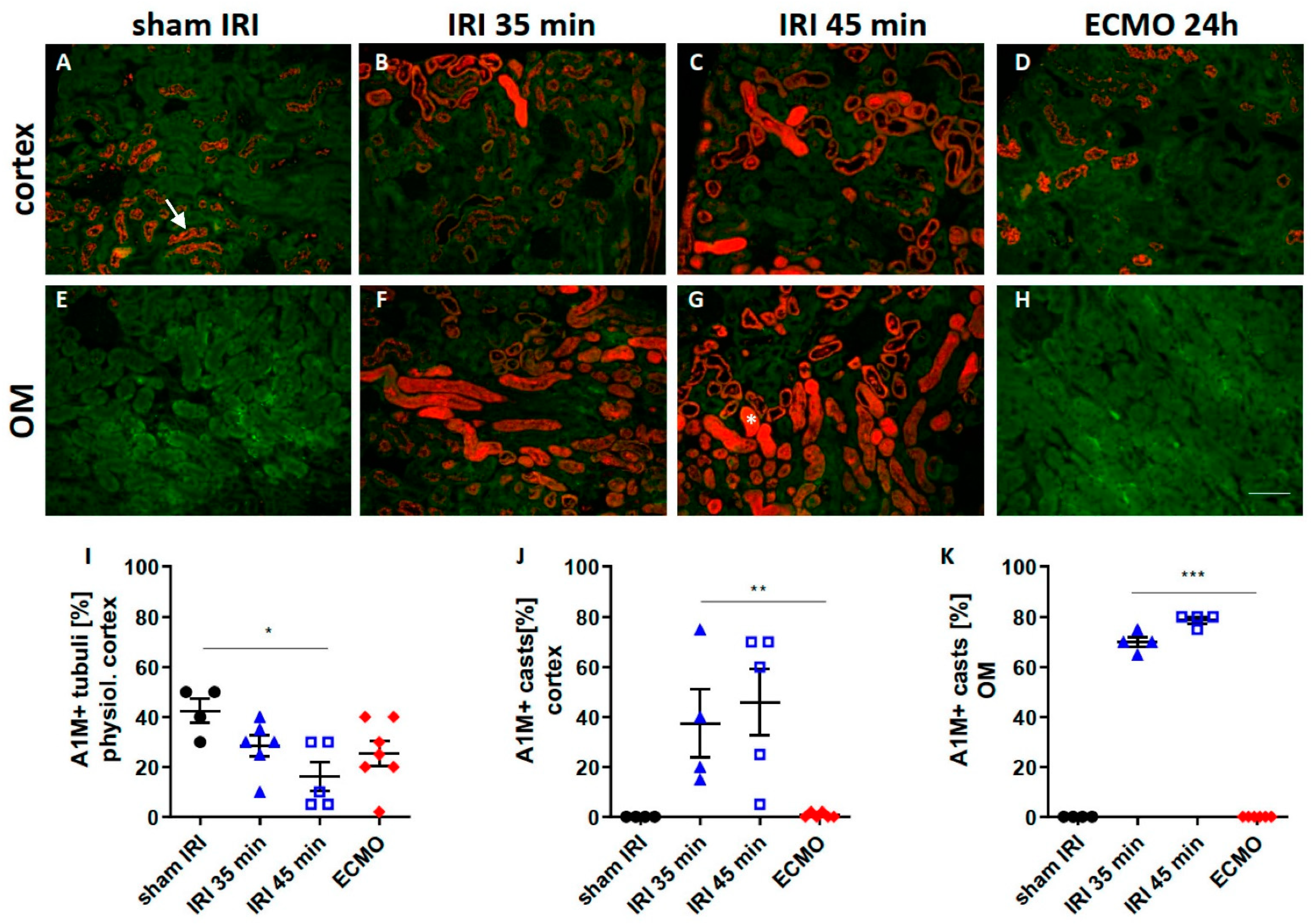Ijms 23 11000 g003 Ijms 23 11000 g003