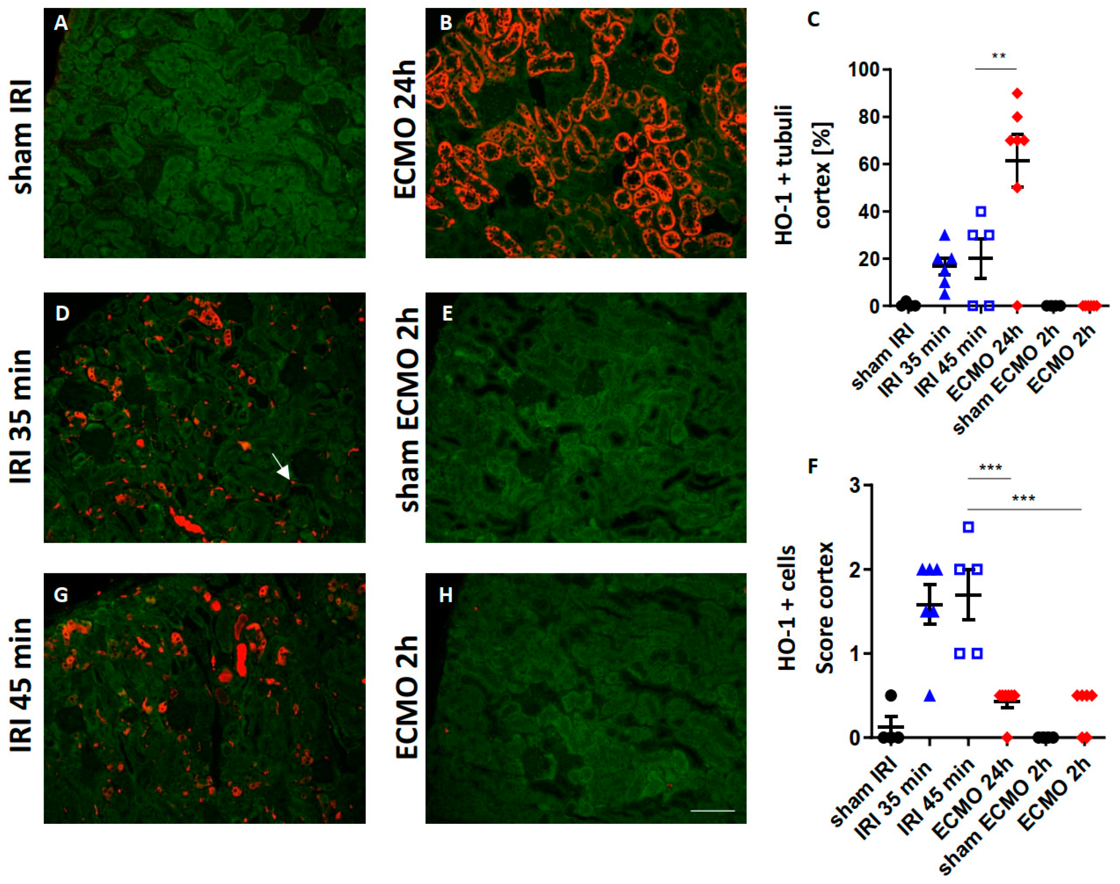 Ijms 23 11000 g005 Ijms 23 11000 g005