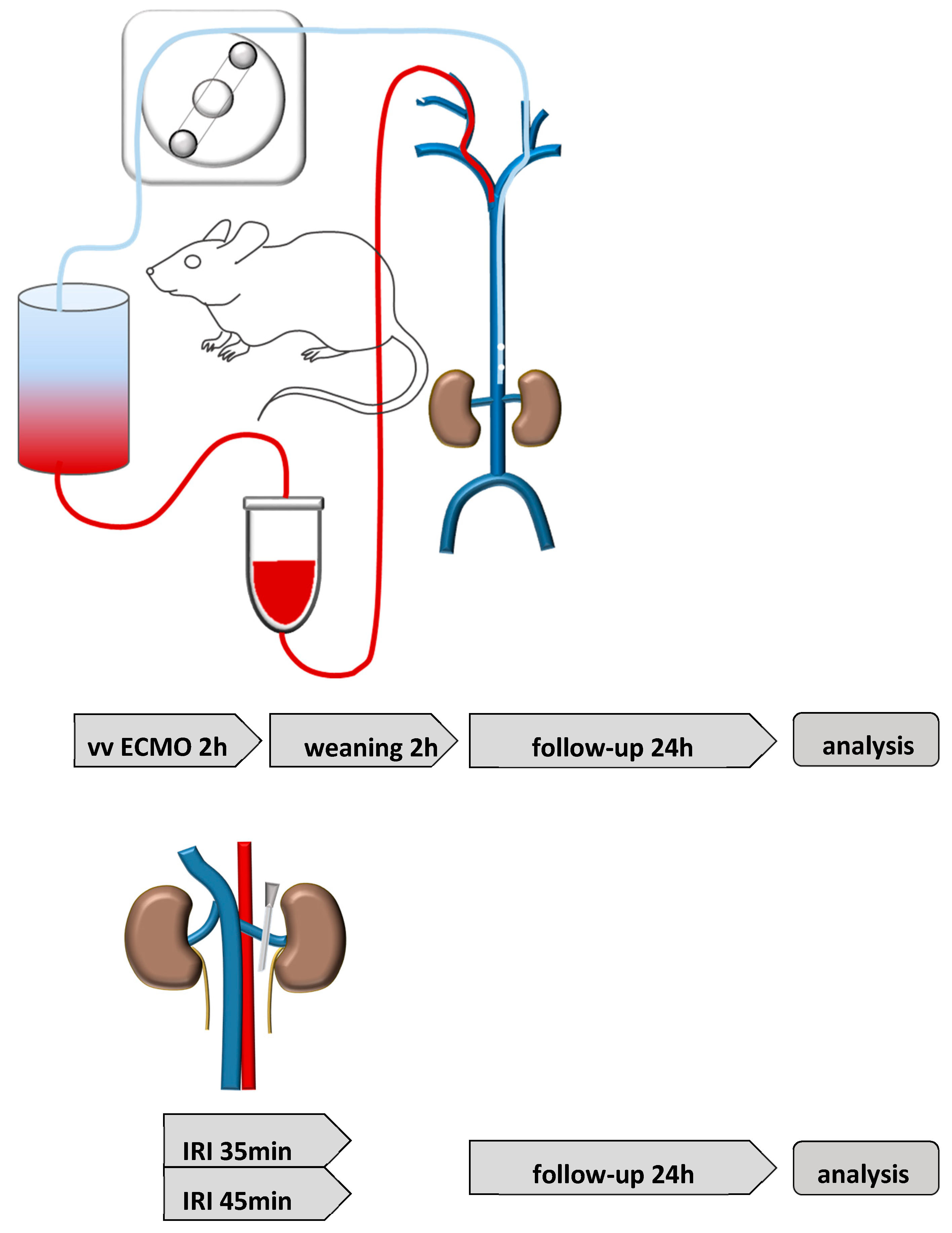 Ijms 23 11000 g006 Ijms 23 11000 g006