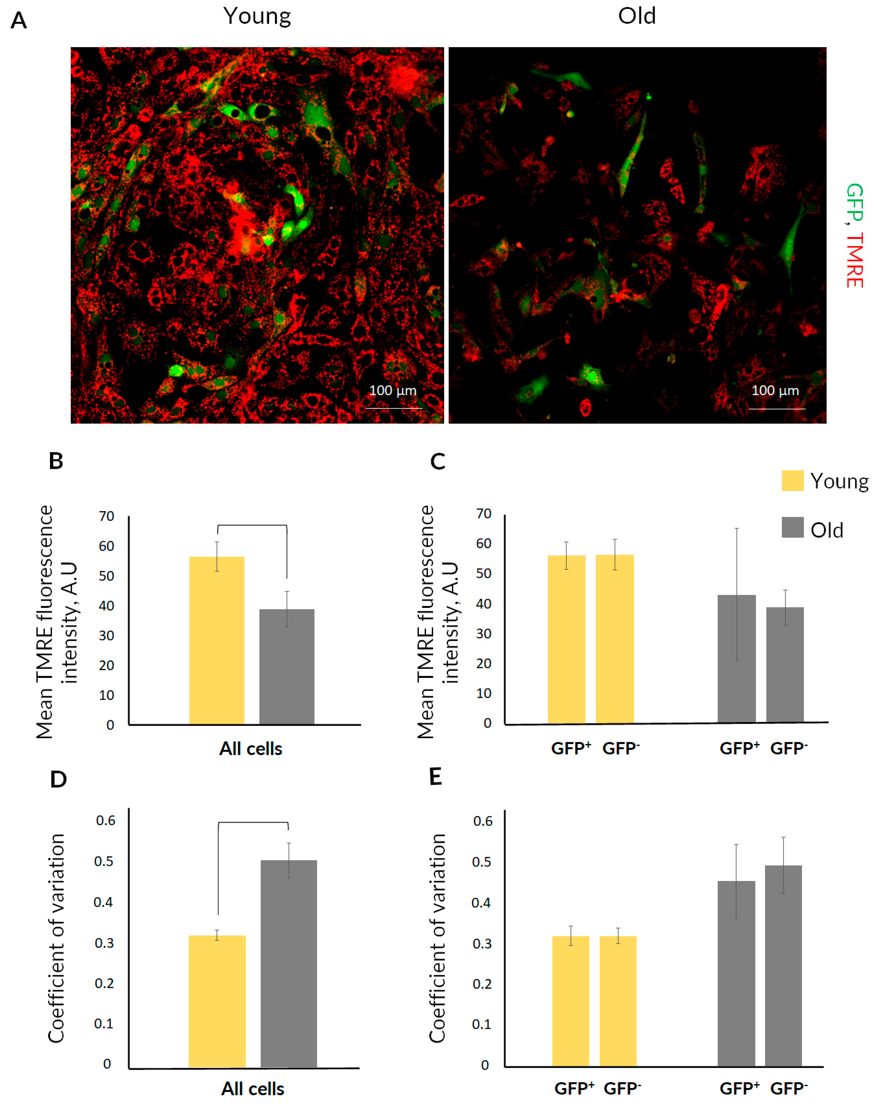 Ijms 23 11015 g005 Ijms 23 11015 g005