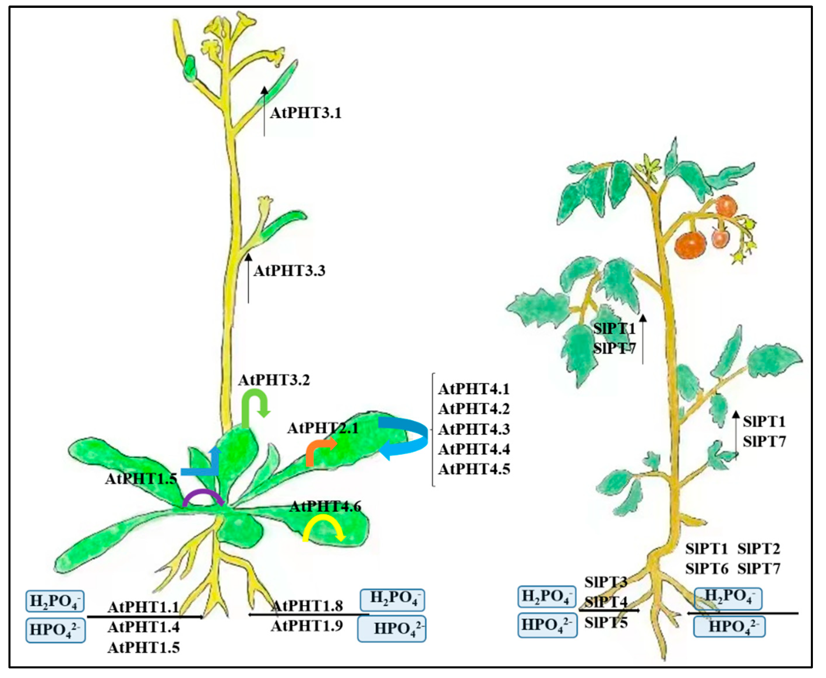 Ijms 23 11027 g002 Ijms 23 11027 g002