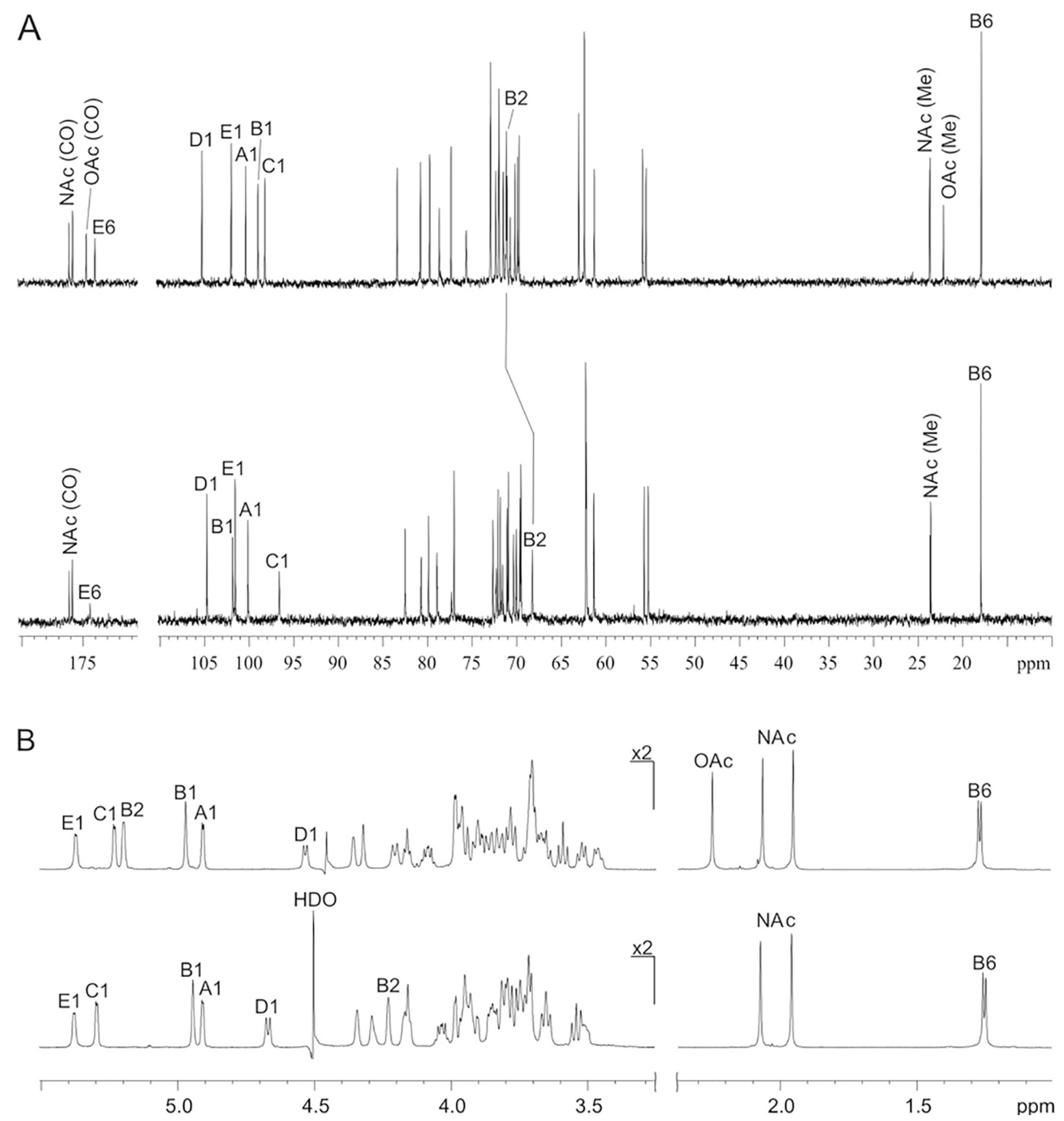 IJMS | Free Full-Text | Pectobacterium versatile Bacteriophage Possum ...