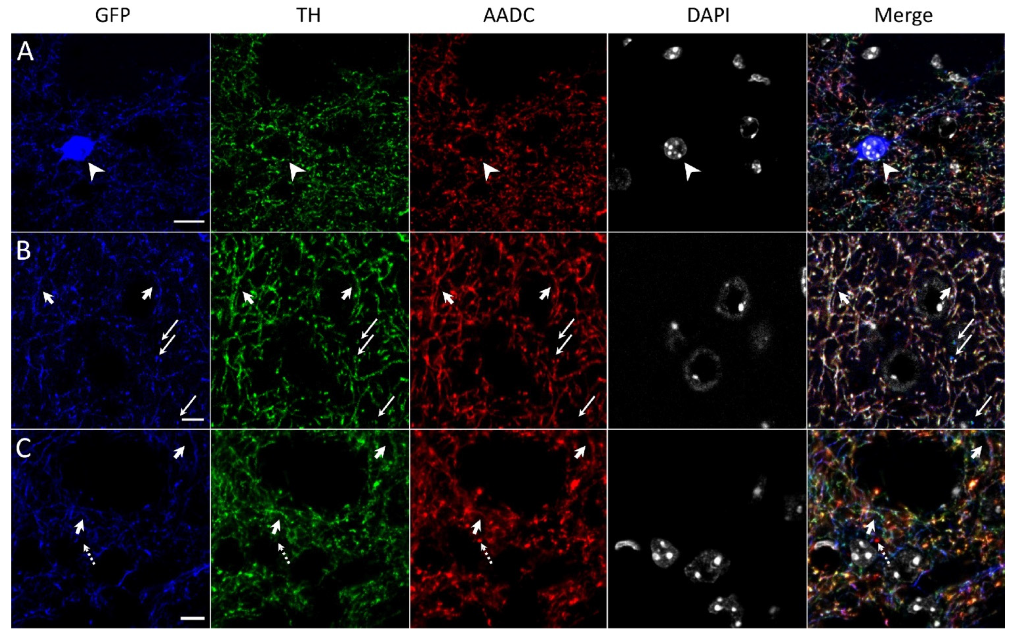 Ijms 23 11054 g003 Ijms 23 11054 g003
