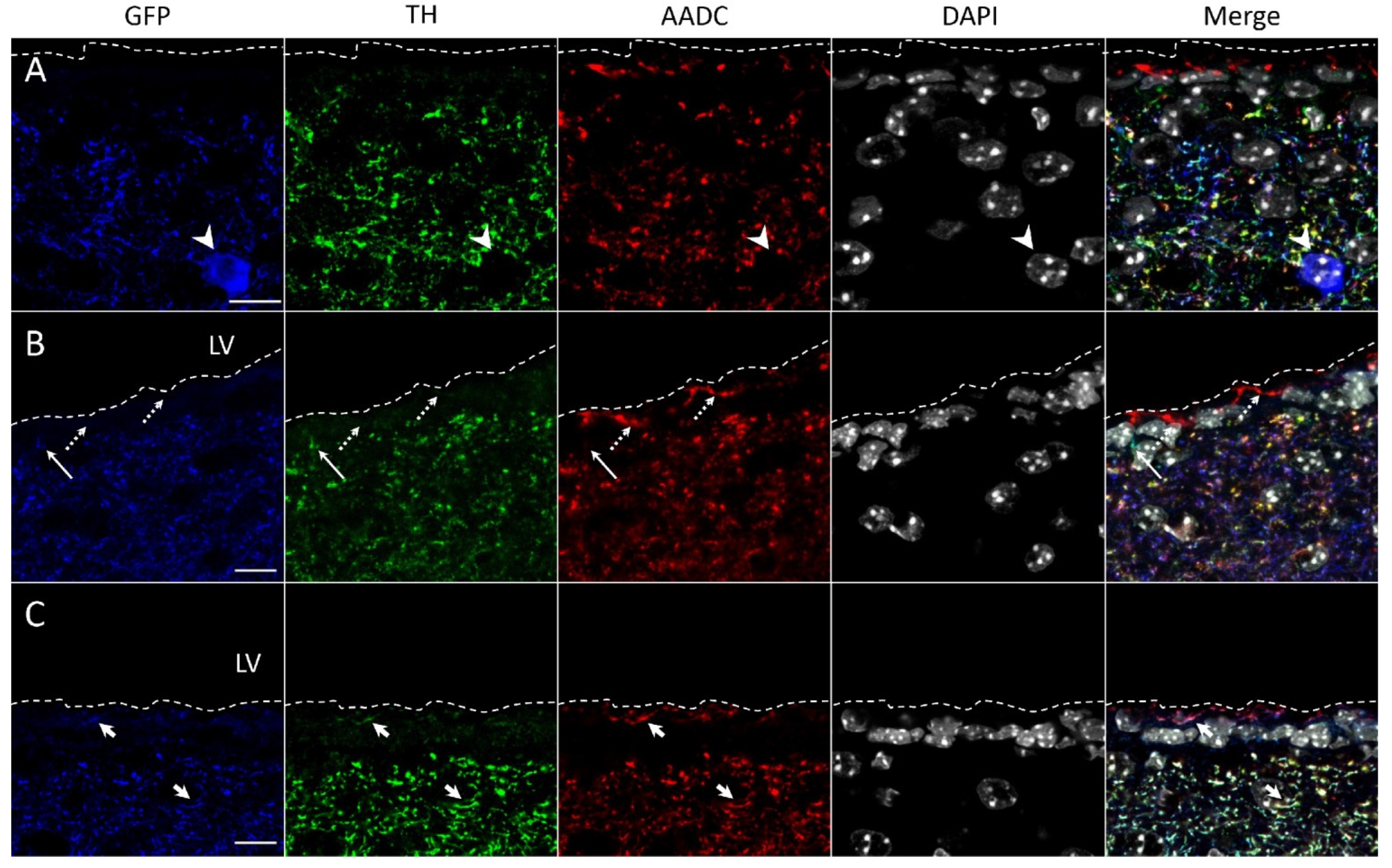 Ijms 23 11054 g004 Ijms 23 11054 g004