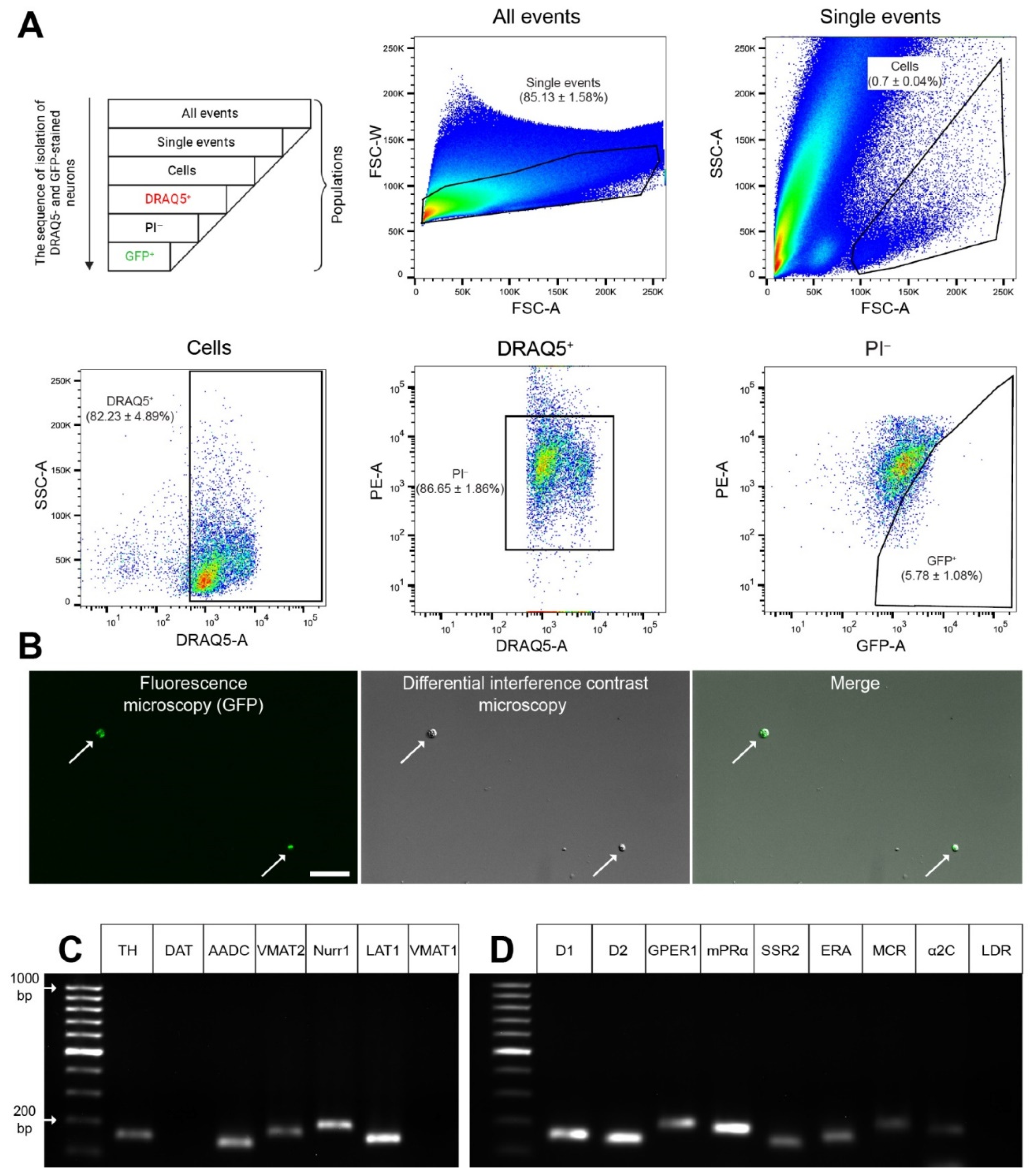 Ijms 23 11054 g005 Ijms 23 11054 g005