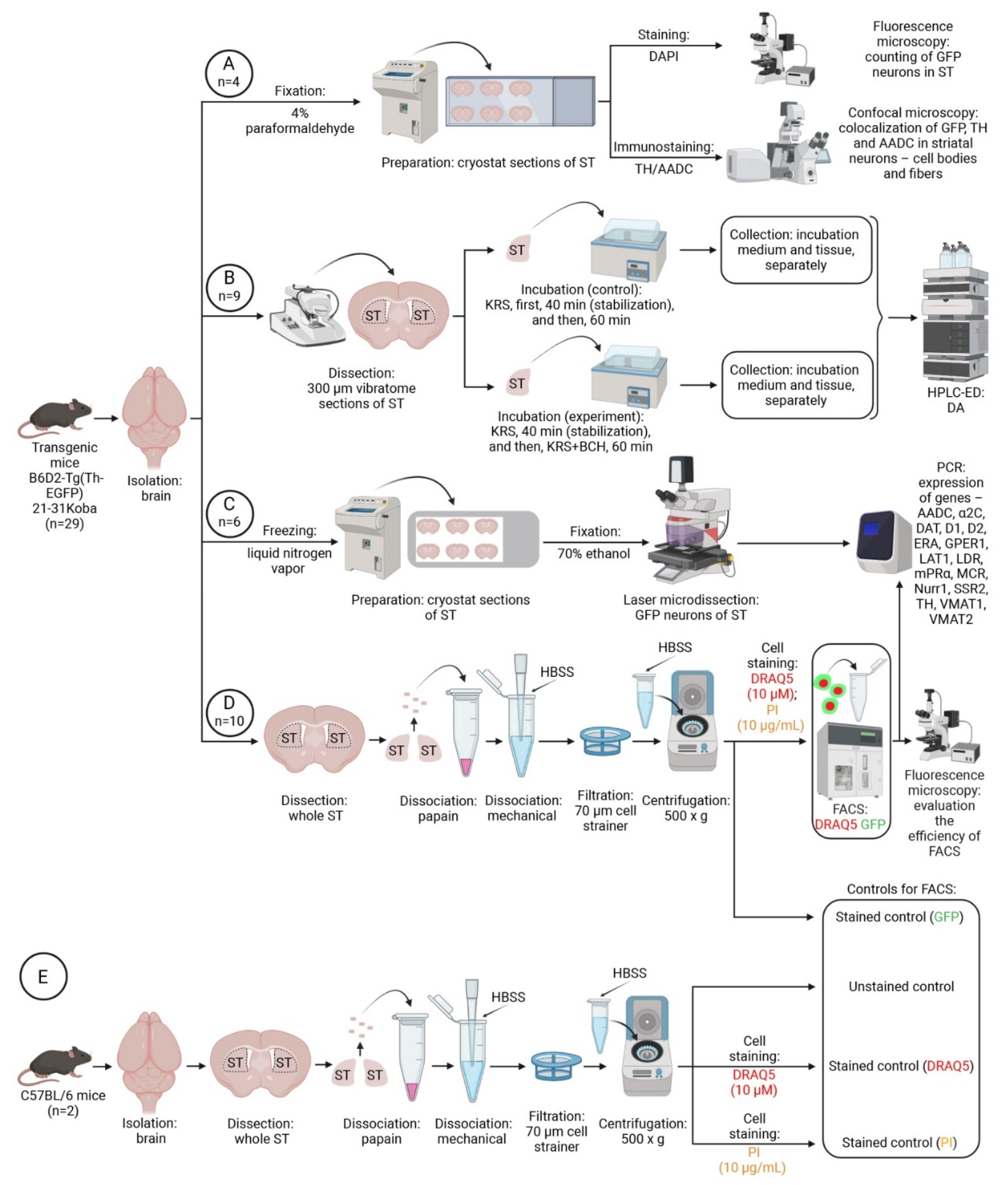 Ijms 23 11054 g008 Ijms 23 11054 g008