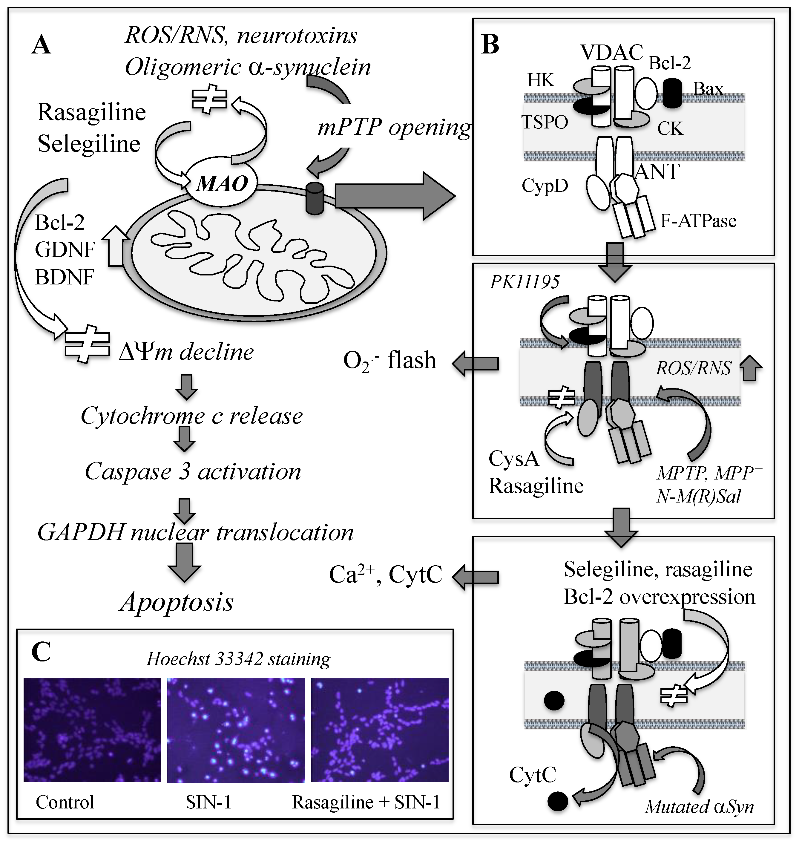 Ijms 23 11059 g003 Ijms 23 11059 g003