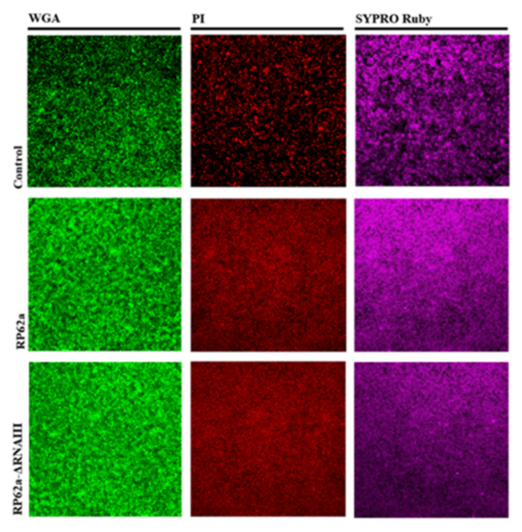 Ijms 23 11094 g009 Ijms 23 11094 g009