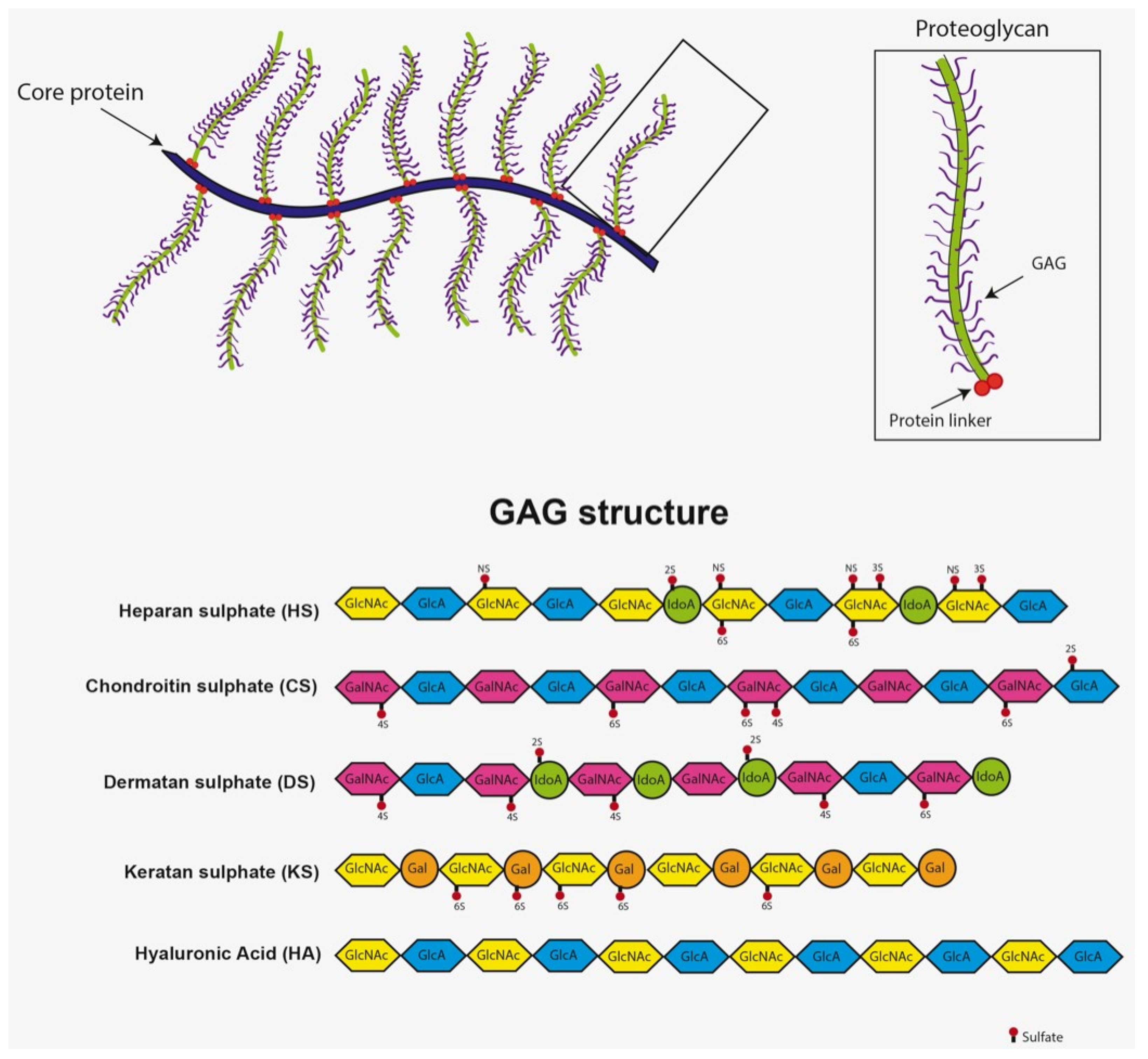 Ijms 23 11168 g002 Ijms 23 11168 g002