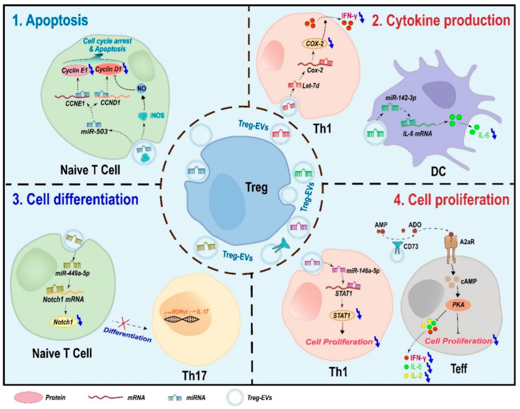 Ijms 23 11206 g002 Ijms 23 11206 g002