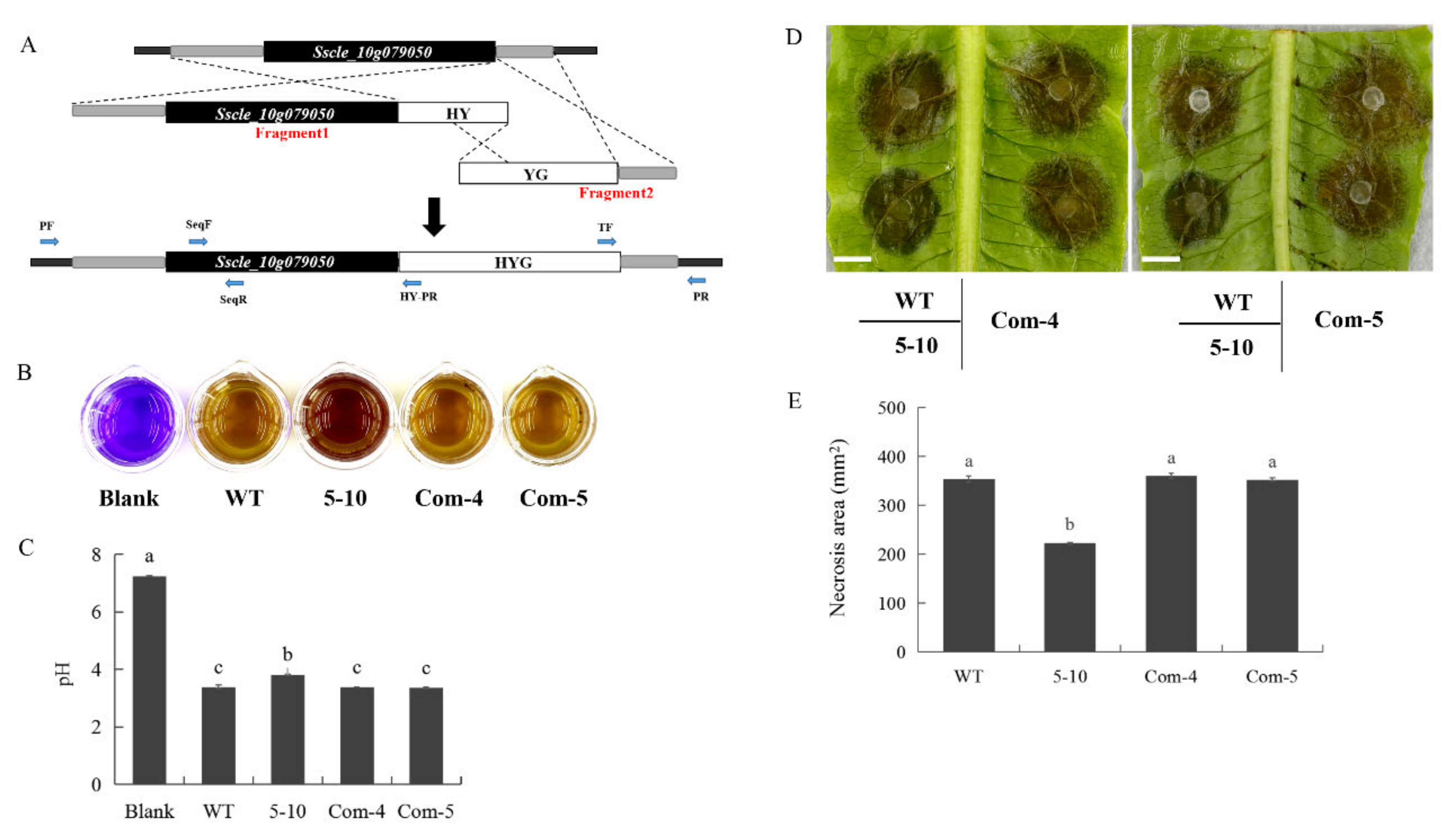 Ijms 23 11207 g003 Ijms 23 11207 g003