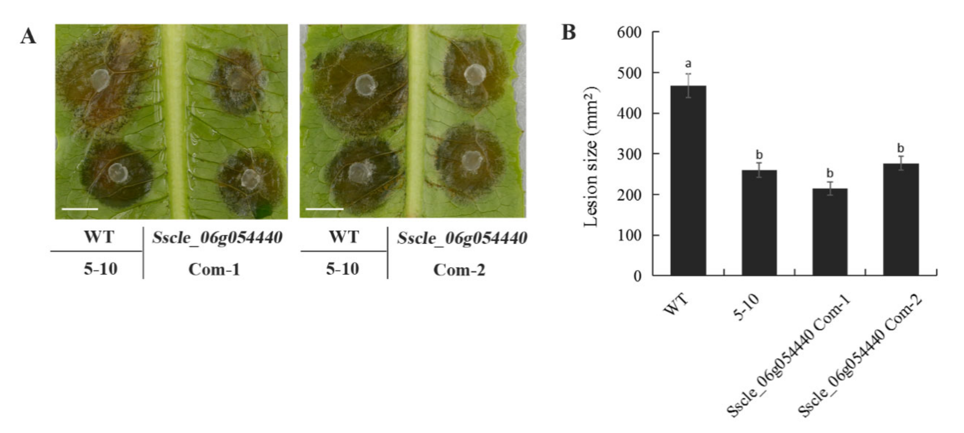 Ijms 23 11207 g004 Ijms 23 11207 g004