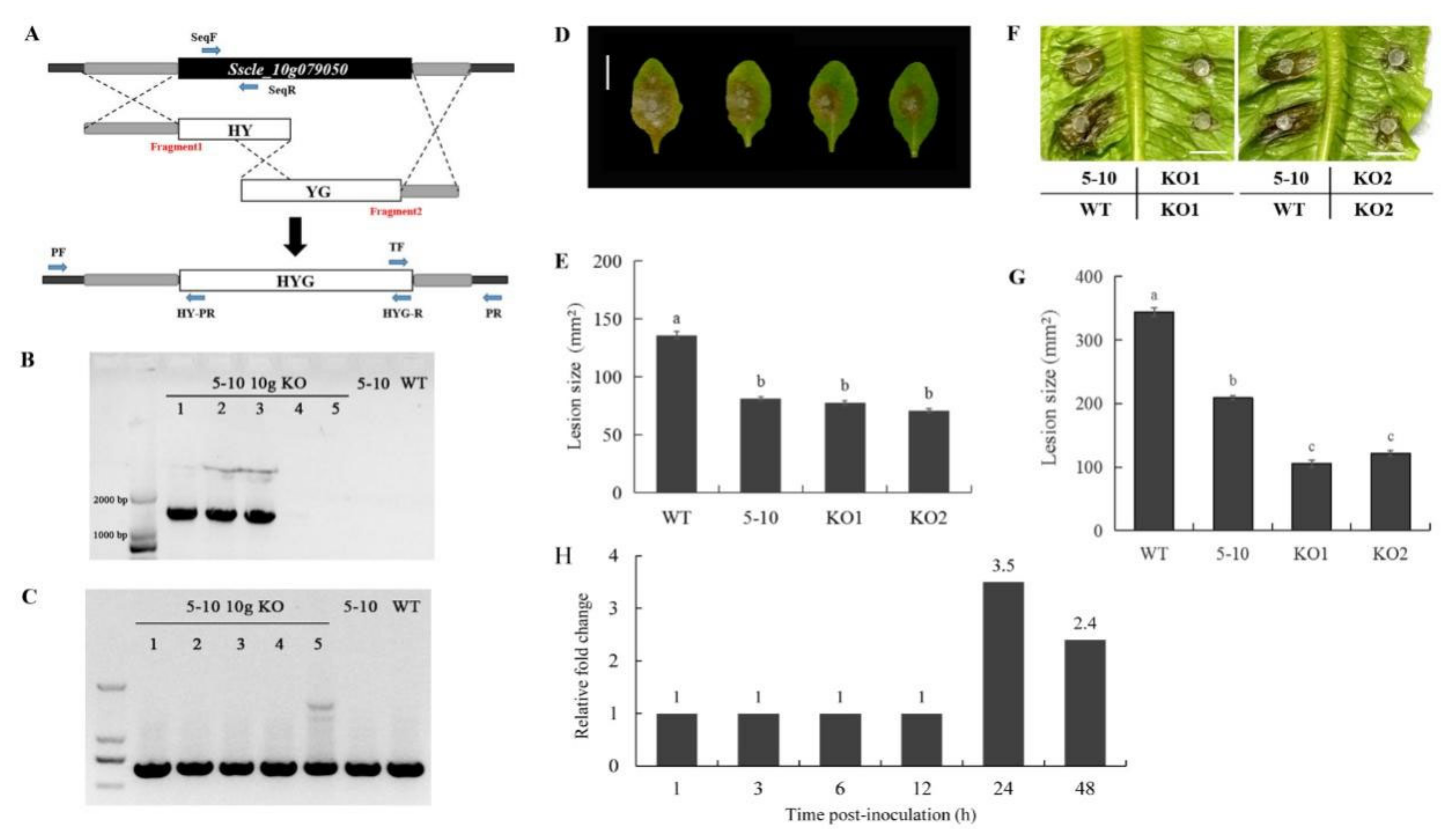 Ijms 23 11207 g006 Ijms 23 11207 g006