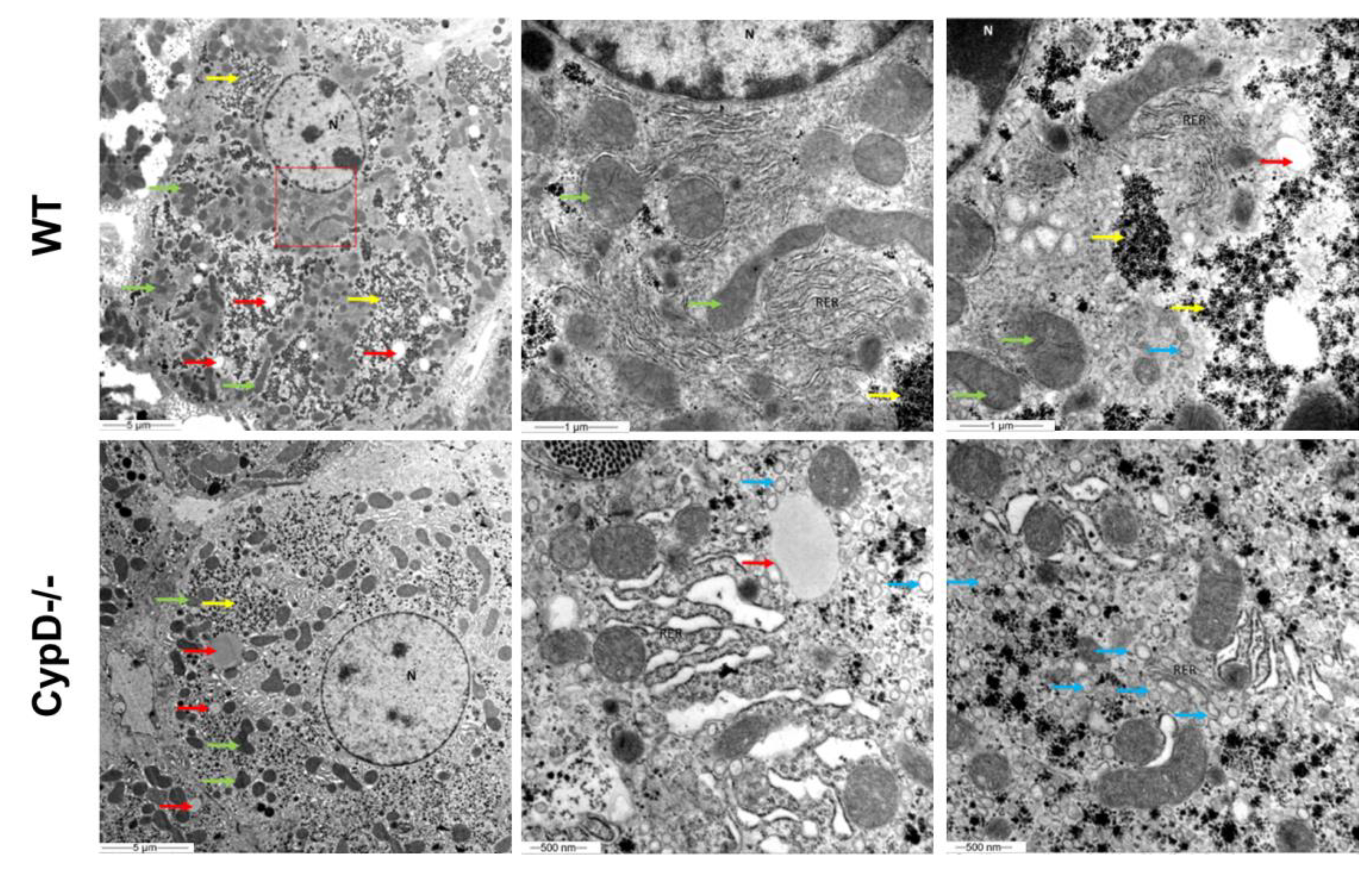 Ijms 23 11274 g006 Ijms 23 11274 g006