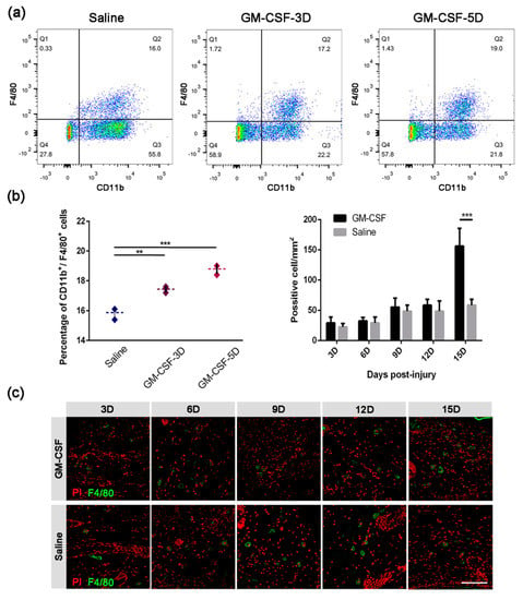 IJMS | Free Full-Text | The Stimulation of Macrophages by Systematical ...