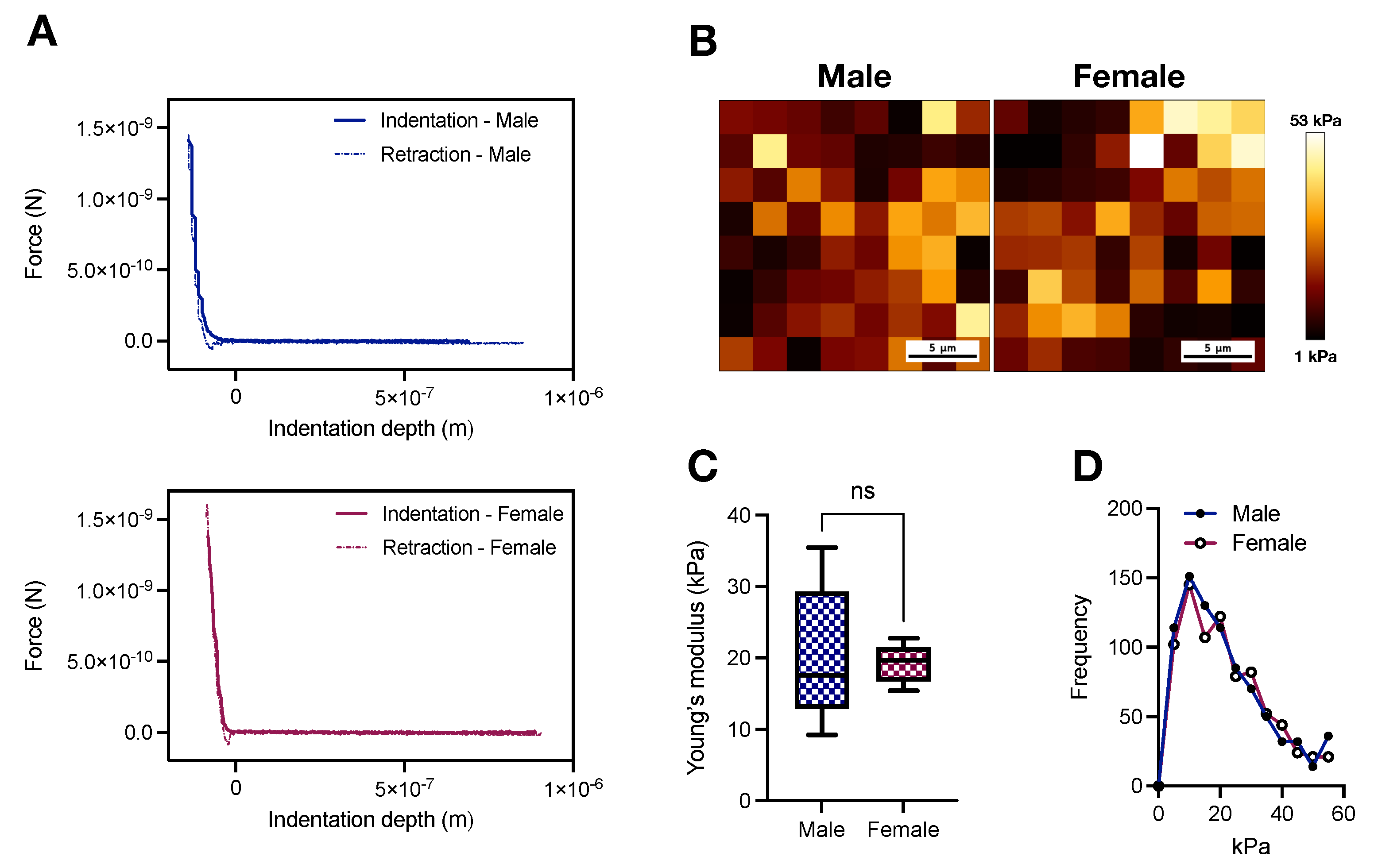 Ijms Free Full Text Connecting Aortic Stiffness To Vascular Contraction Does Sex Matter