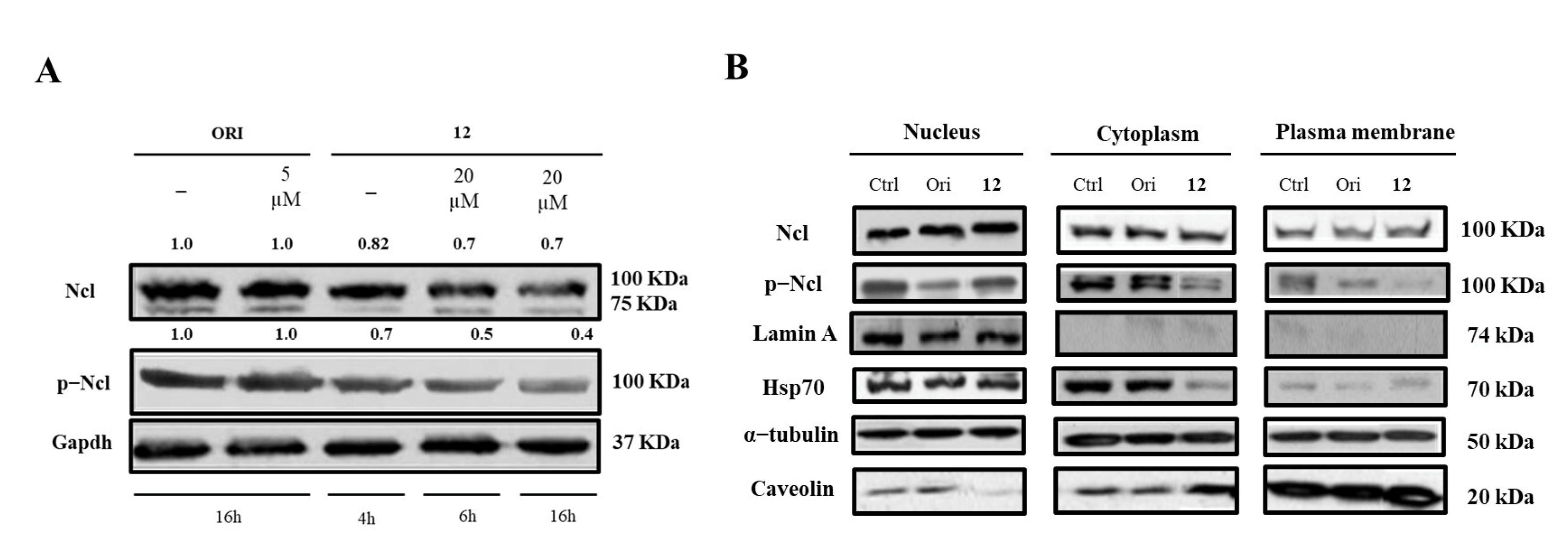 Ijms 23 11390 g004 Ijms 23 11390 g004