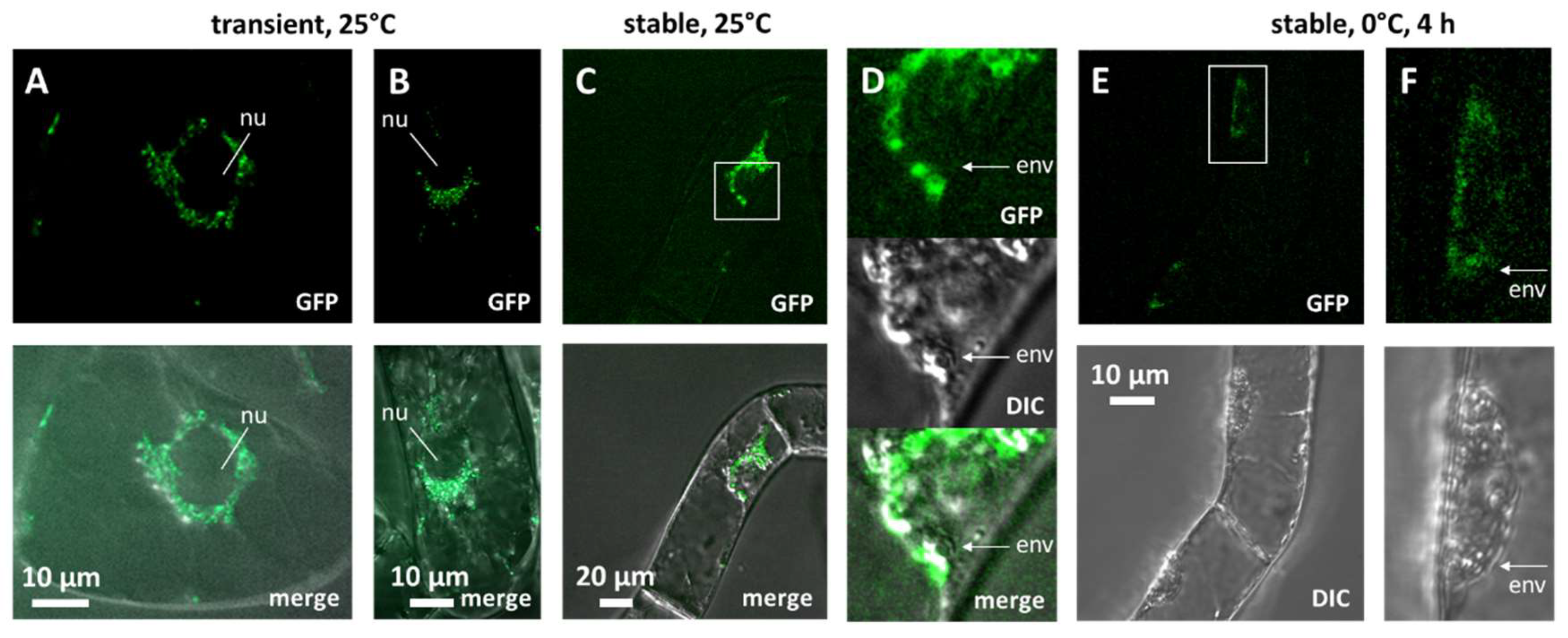 Ijms 23 11417 g001 Ijms 23 11417 g001