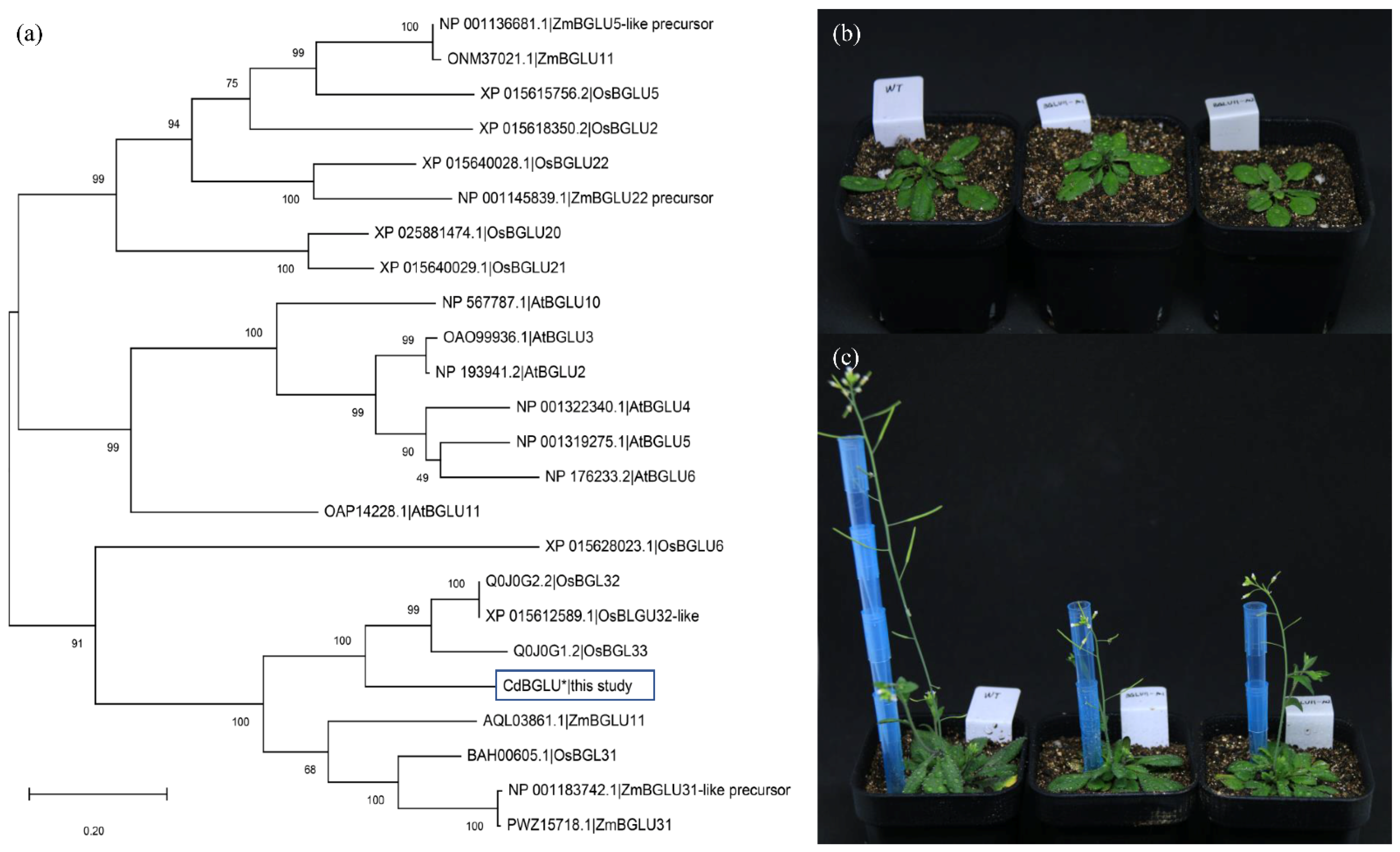 Ijms 23 11432 g006 Ijms 23 11432 g006