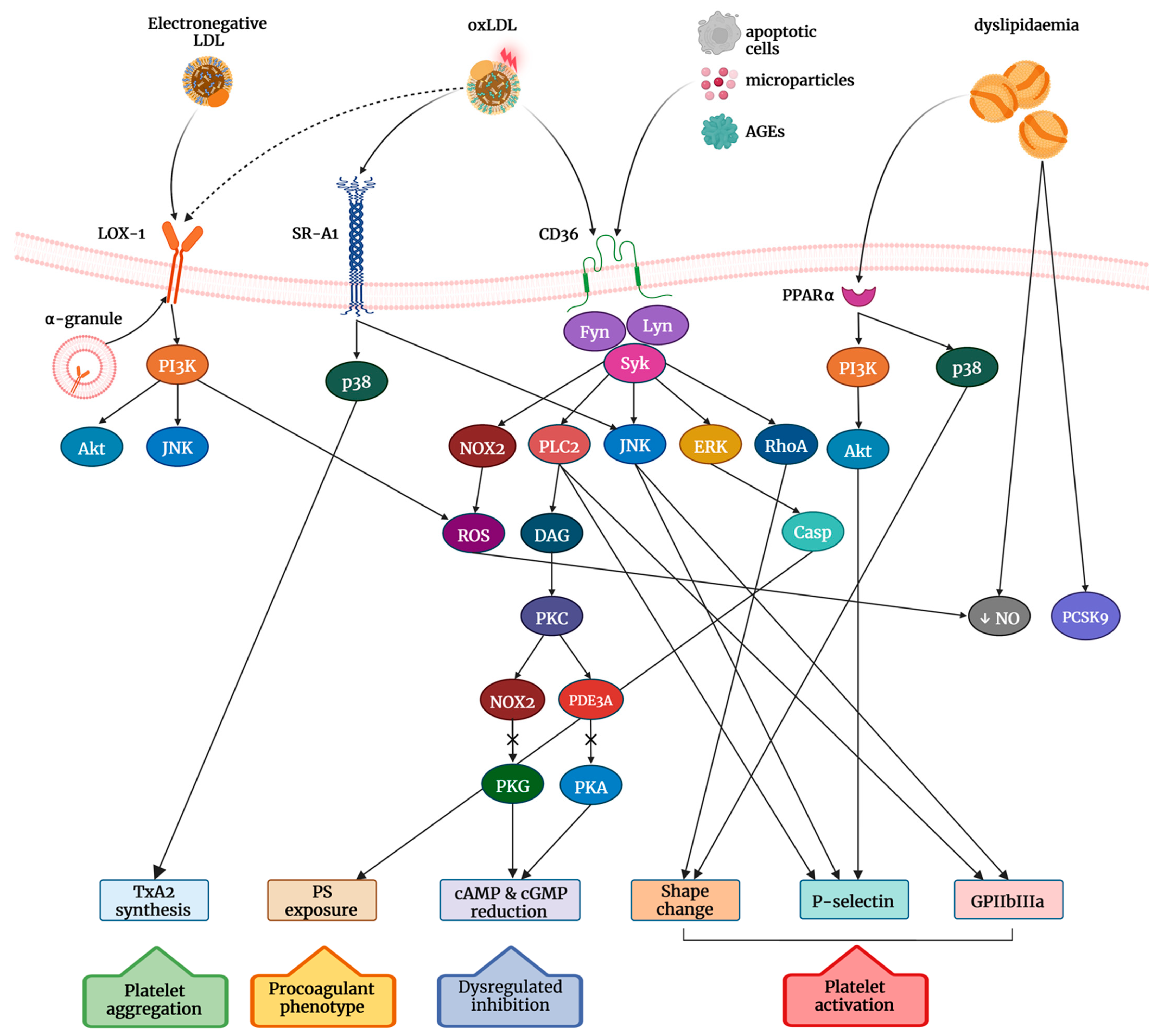 Ijms 23 11446 g002 Ijms 23 11446 g002