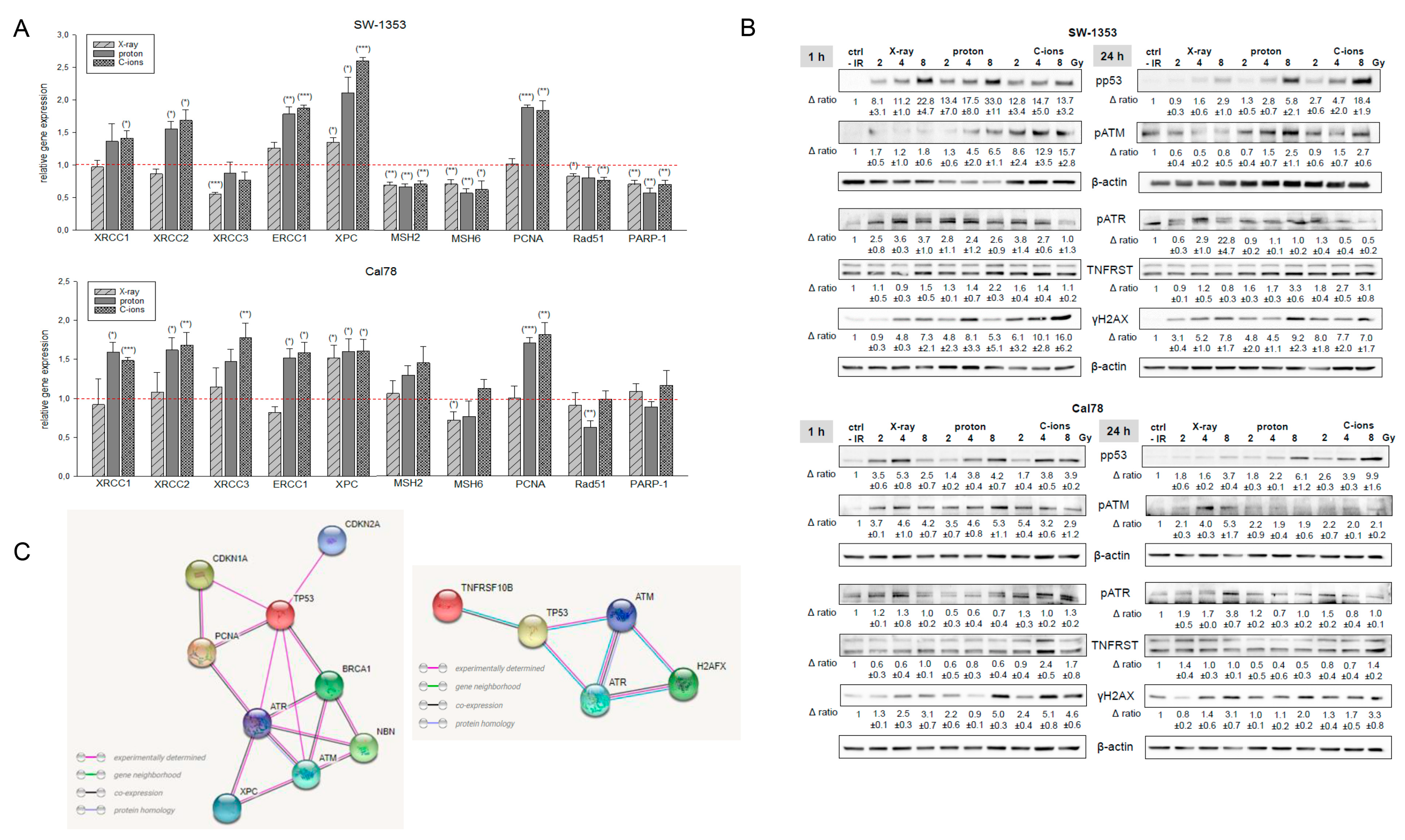 Ijms 23 11464 g006 Ijms 23 11464 g006