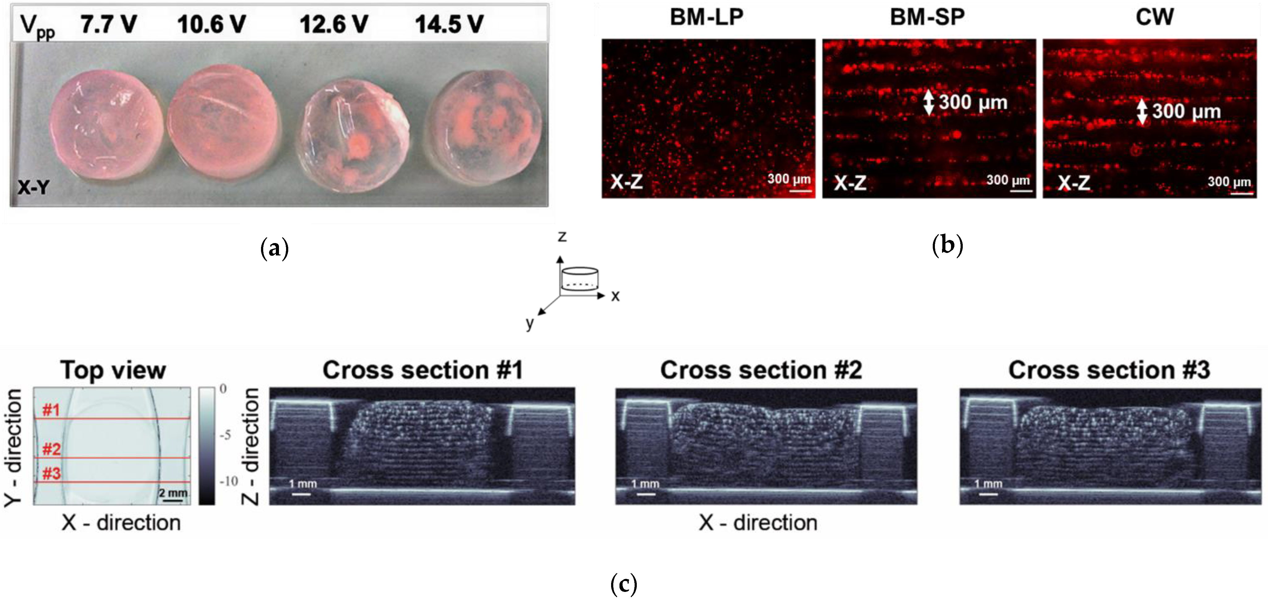 Ijms 23 11473 g001 Ijms 23 11473 g001