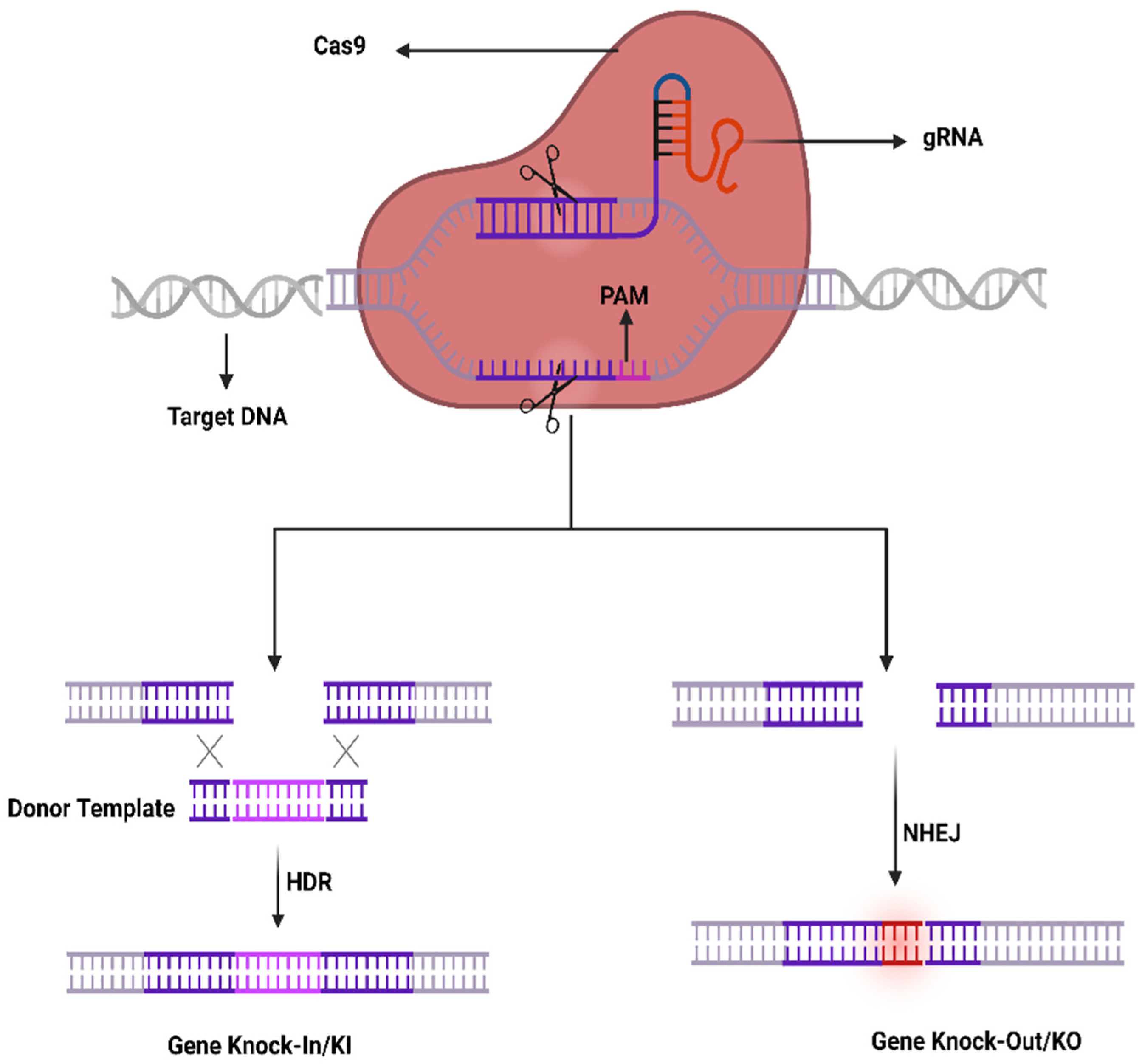 IJMS | Free Full-Text | CRISPR/Cas9&mdash;A Promising Therapeutic Tool to Cure  Blindness: Current Scenario and Future Prospects