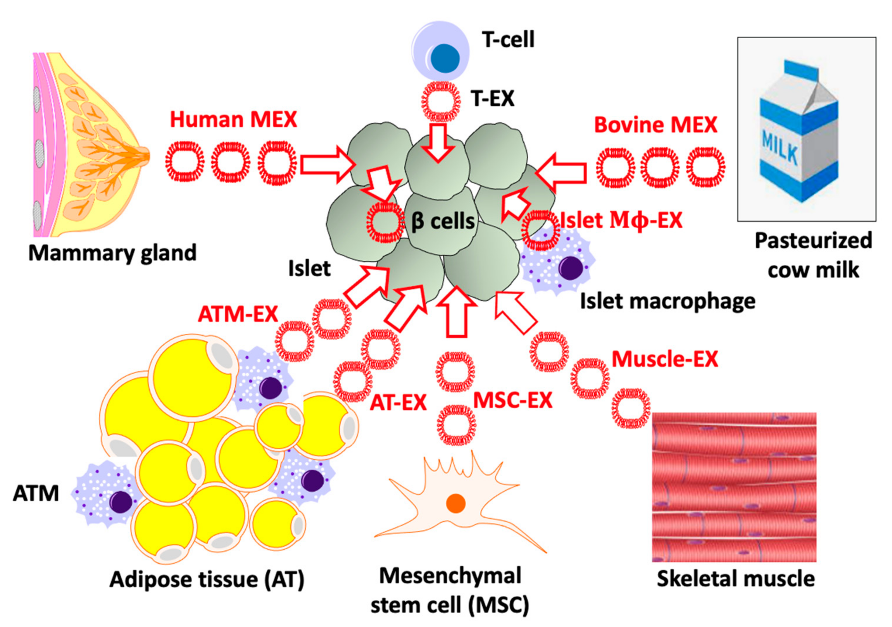 IJMS | Free Full-Text | Milk Exosomal microRNAs: Postnatal Promoters of  &beta; Cell Proliferation but Potential Inducers of &beta; Cell  De-Differentiation in Adult Life