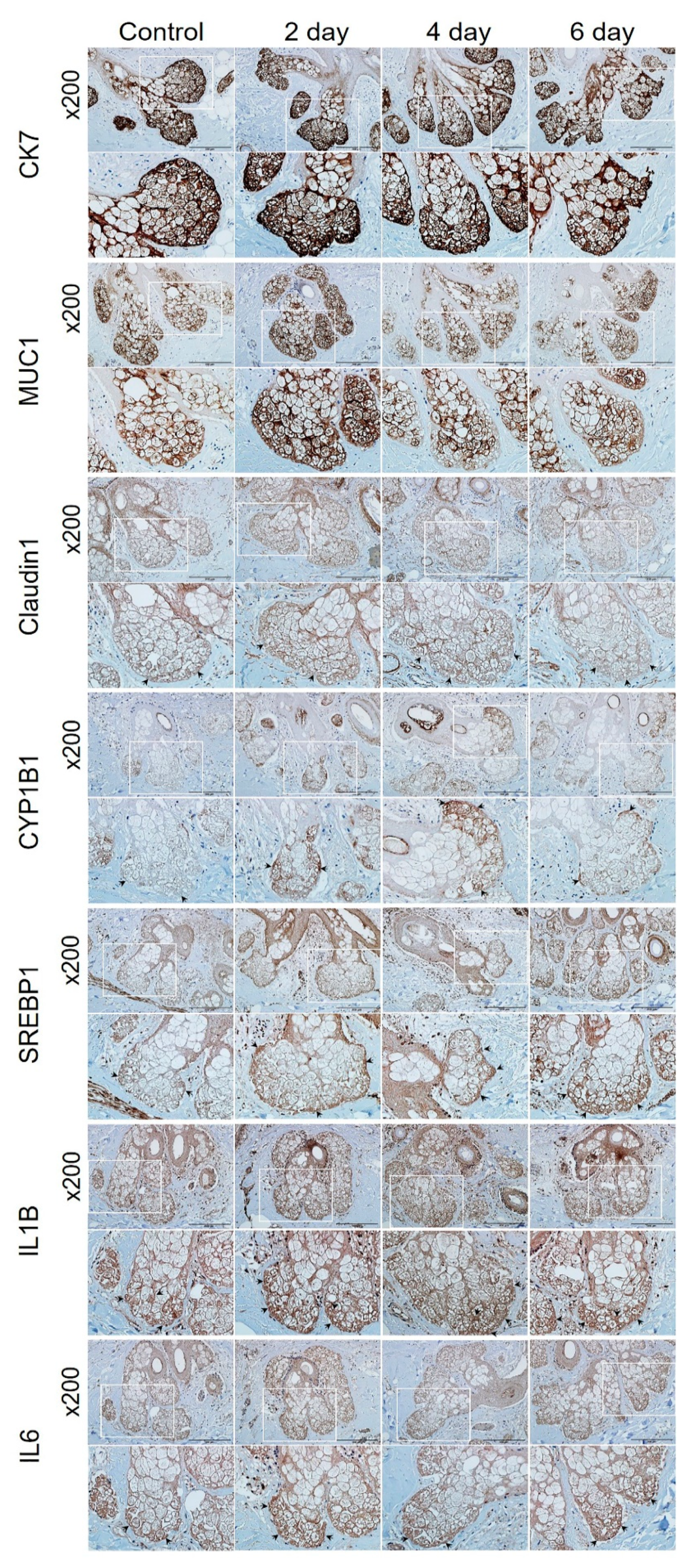 Ijms 23 11534 g004 Ijms 23 11534 g004