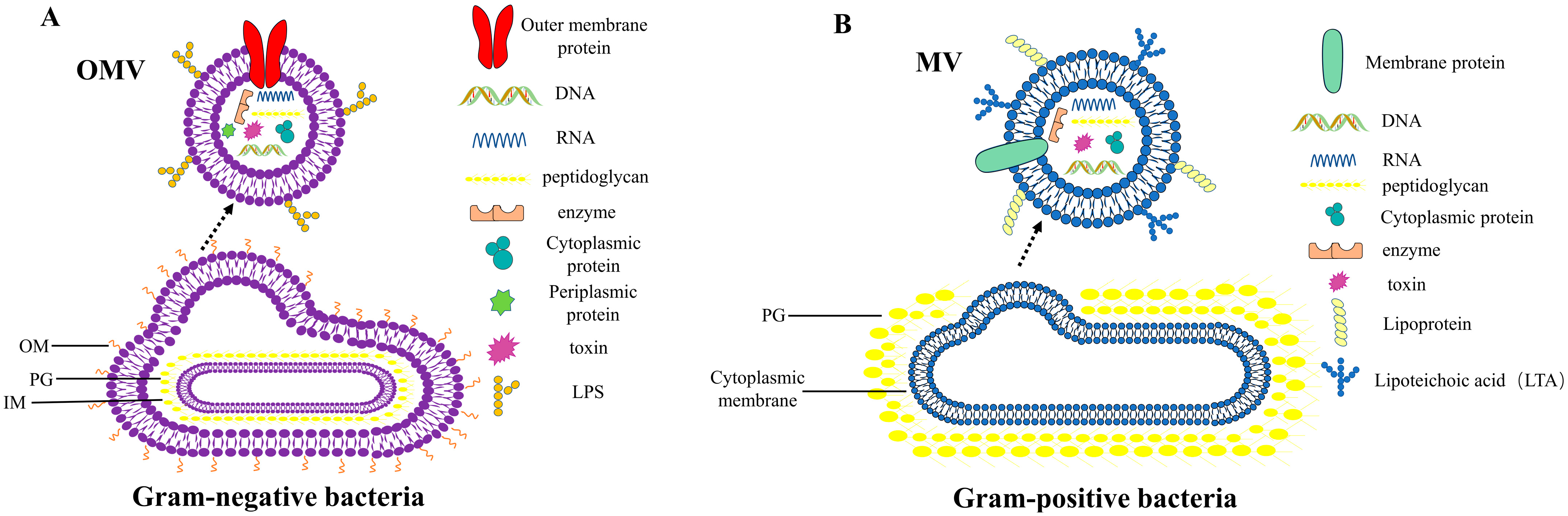IJMS | Free Full-Text | Research Progress on Bacterial Membrane Vesicles  and Antibiotic Resistance