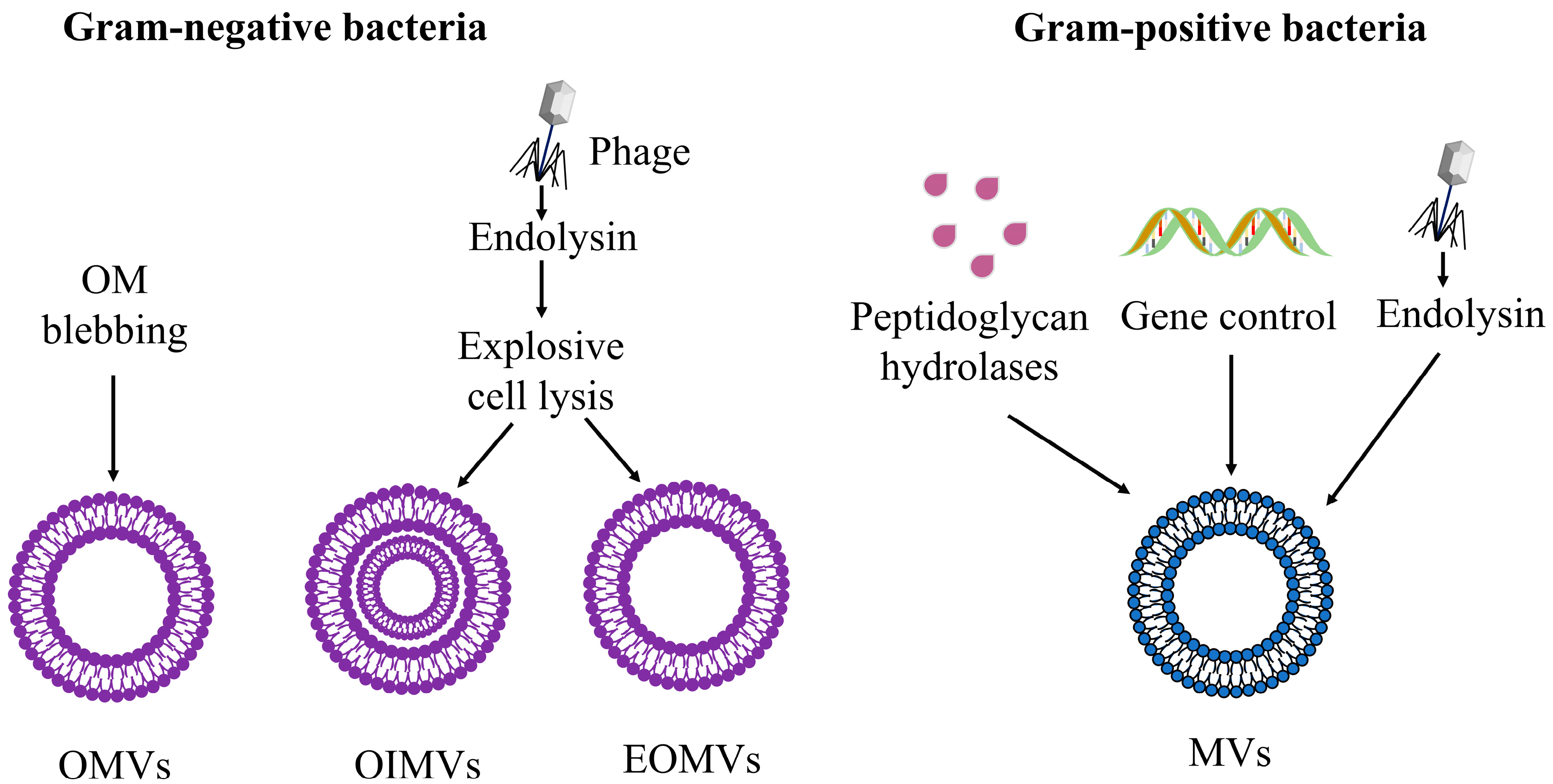 Ijms 23 11553 g002 Ijms 23 11553 g002