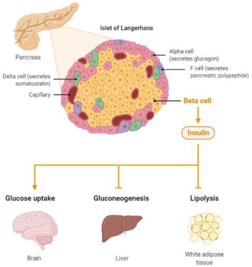 IJMS | Free Full-Text | A Pathophysiological Intersection of Diabetes ...