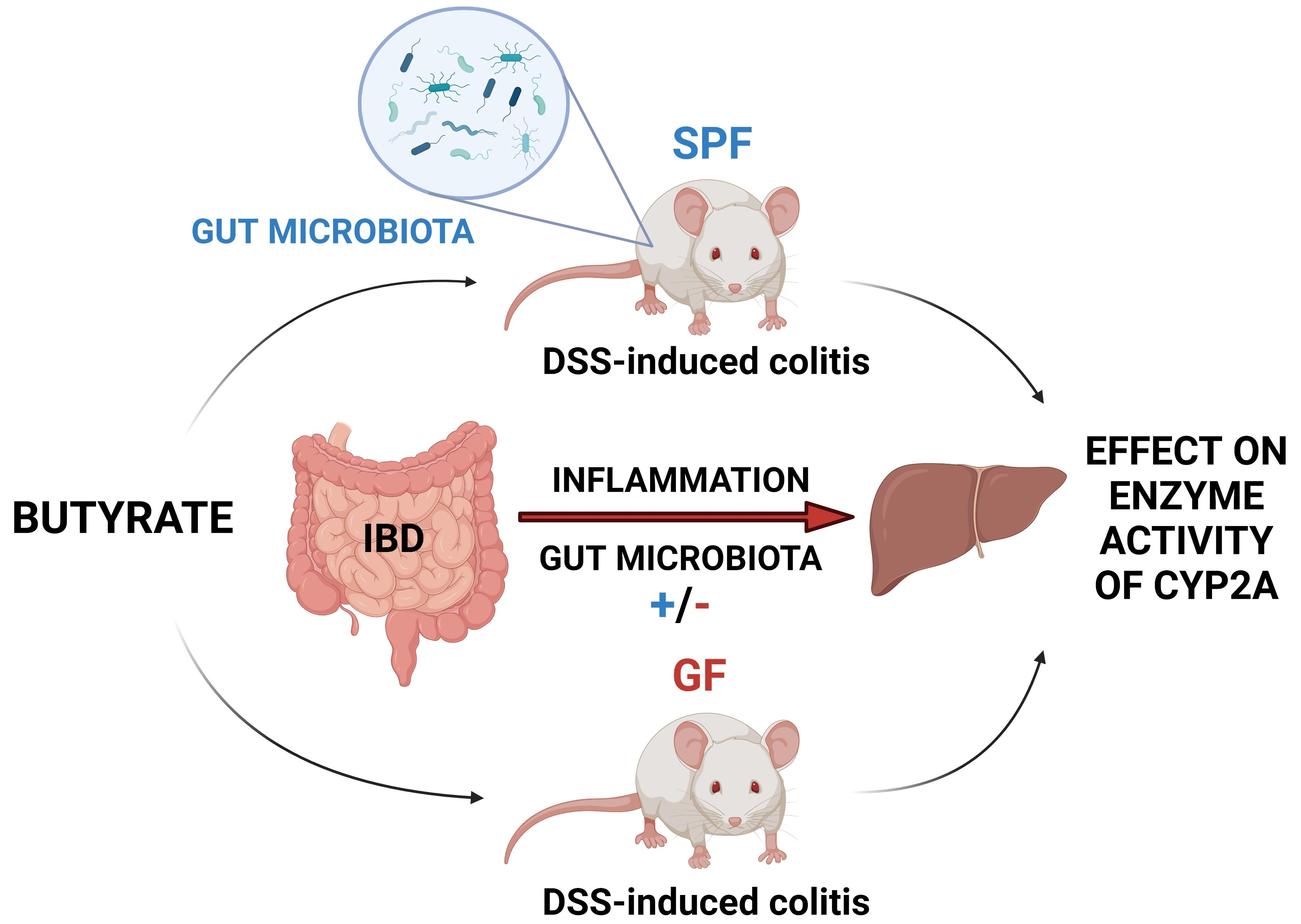 Ijms Free Full Text Effect Of Dss Induced Ulcerative Colitis And Butyrate On The Cytochrome 