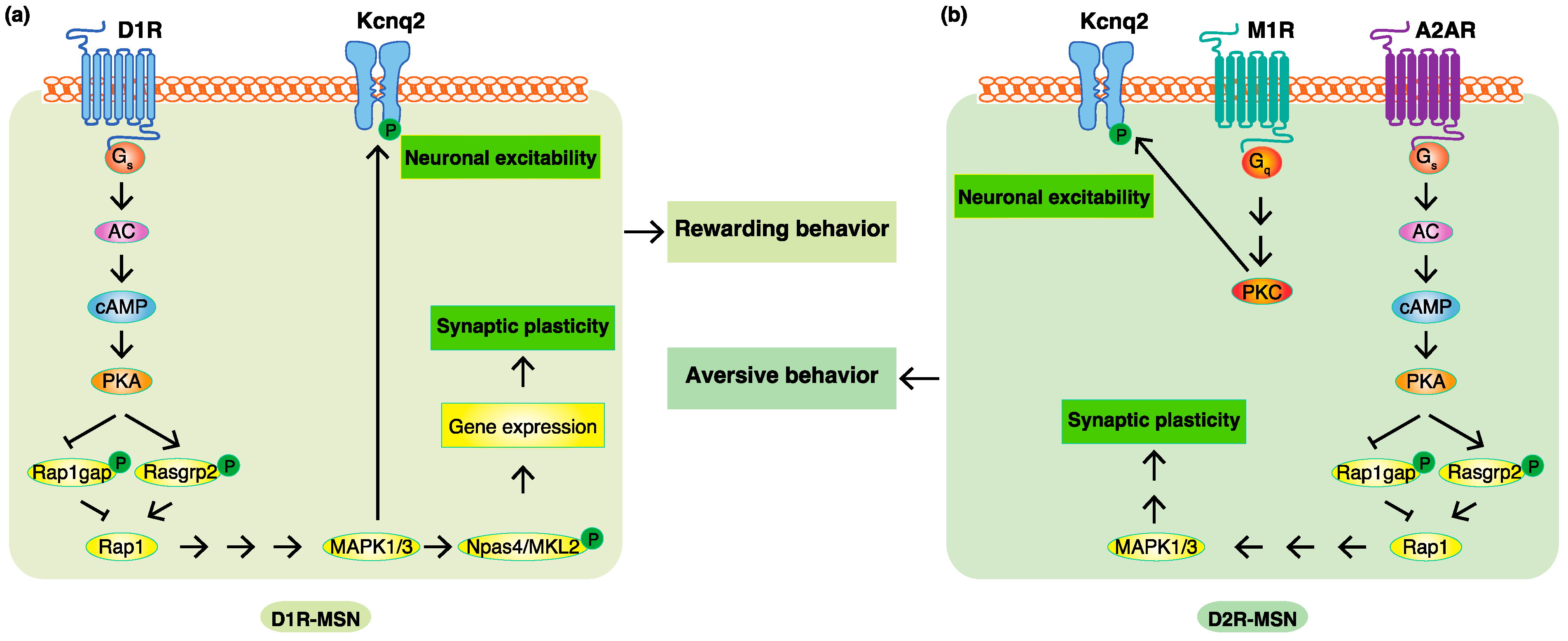 IJMS | Free Full-Text | Phosphorylation Signals Downstream of