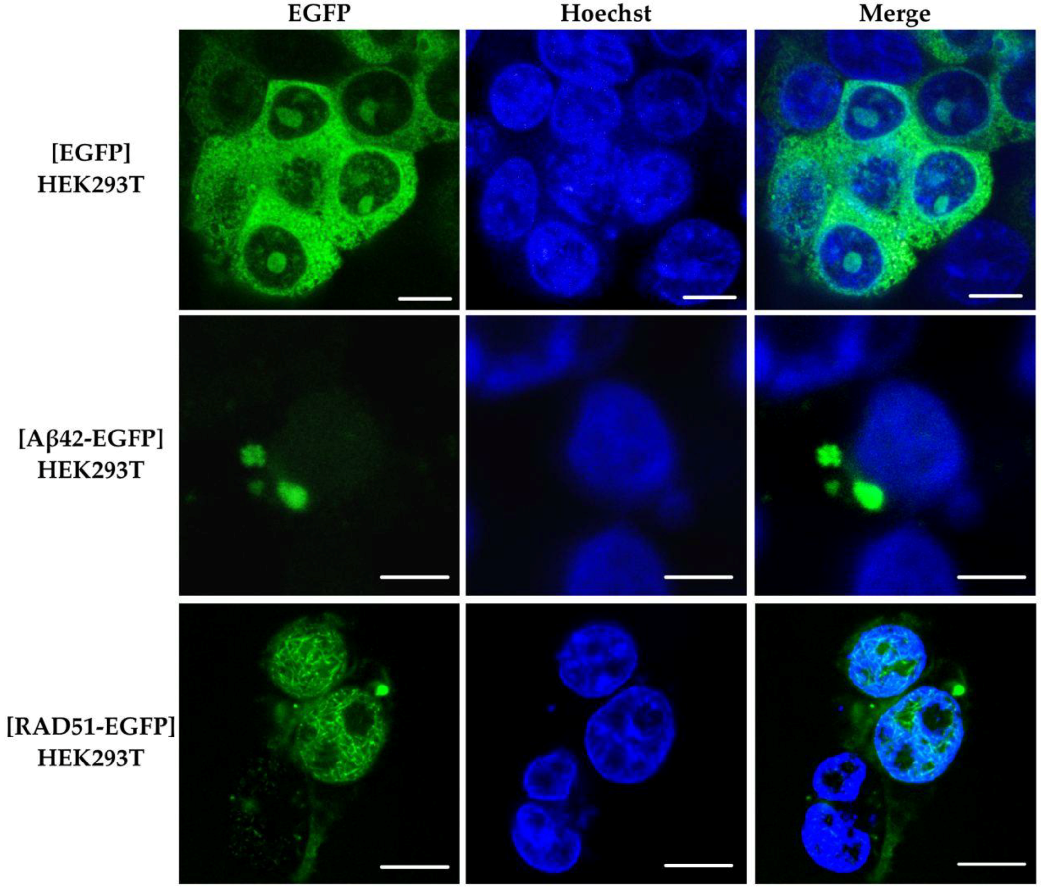 Ijms 23 11657 g002 Ijms 23 11657 g002