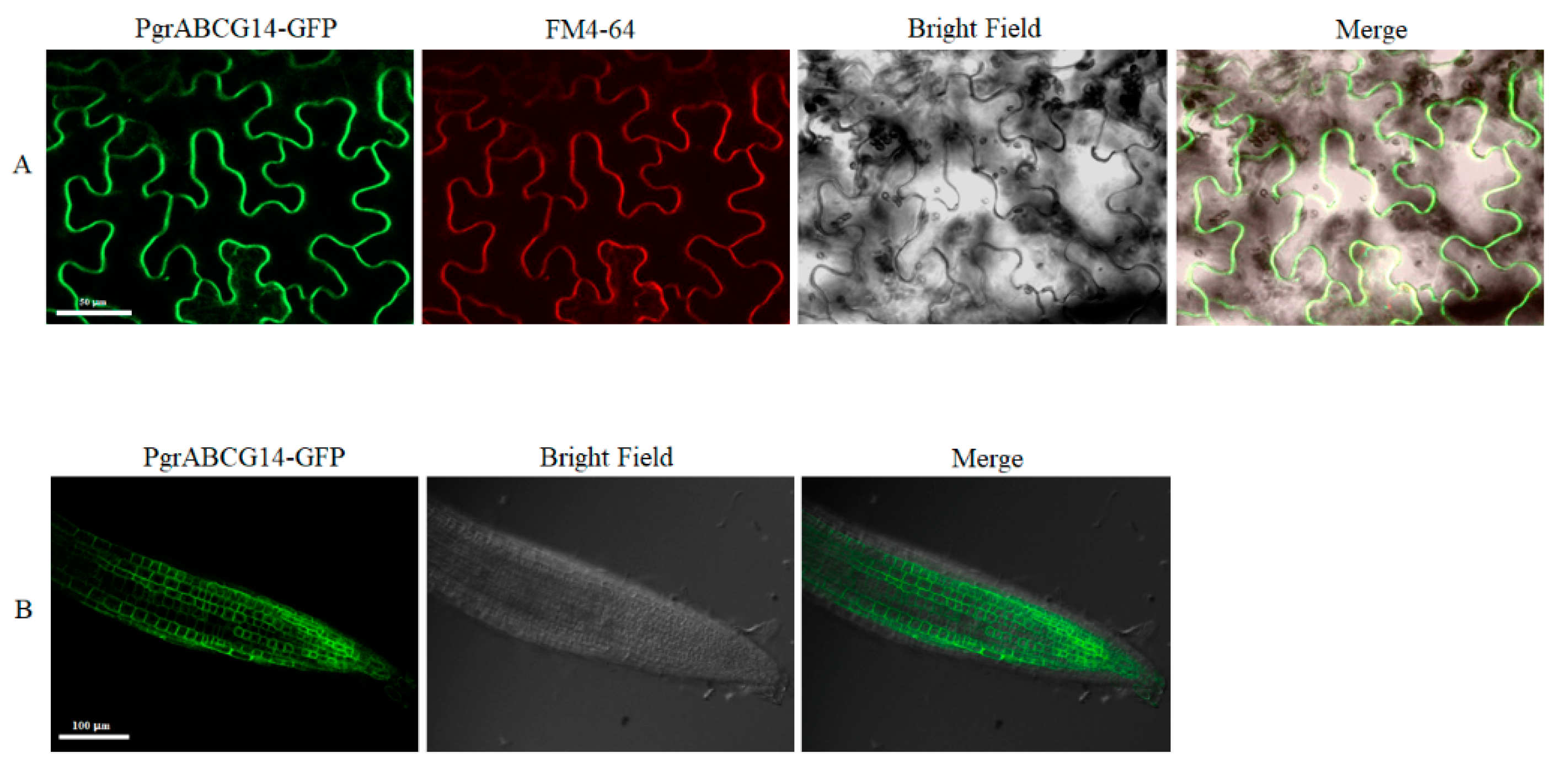 Ijms 23 11661 g005 Ijms 23 11661 g005