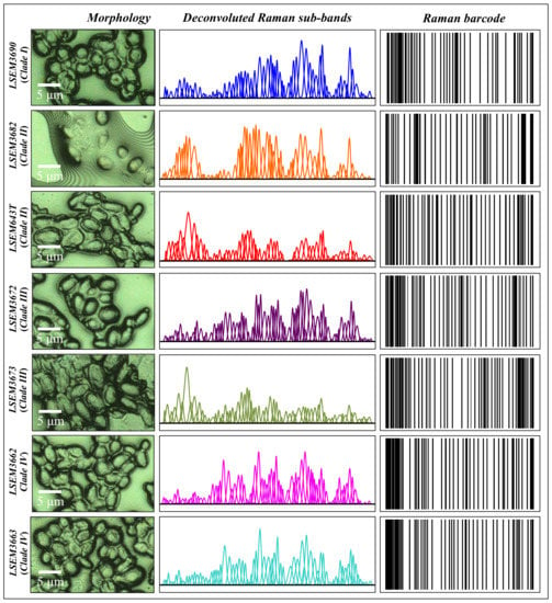 Ijms Free Full Text Raman Metabolomics Of Candida Auris Clades Profiling And Barcode 