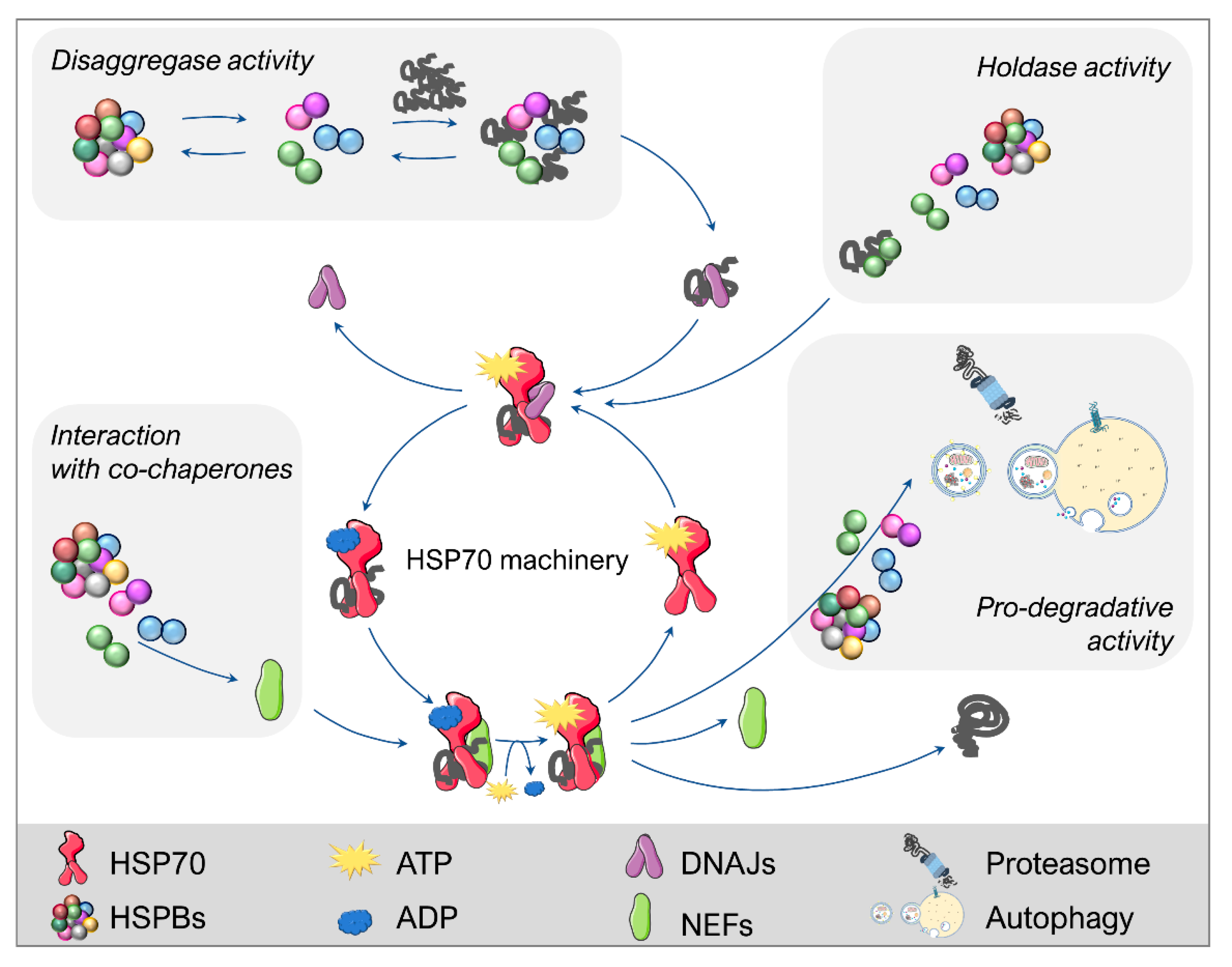 IJMS | Free Full-Text | The Role Of Small Heat Shock Proteins In ...