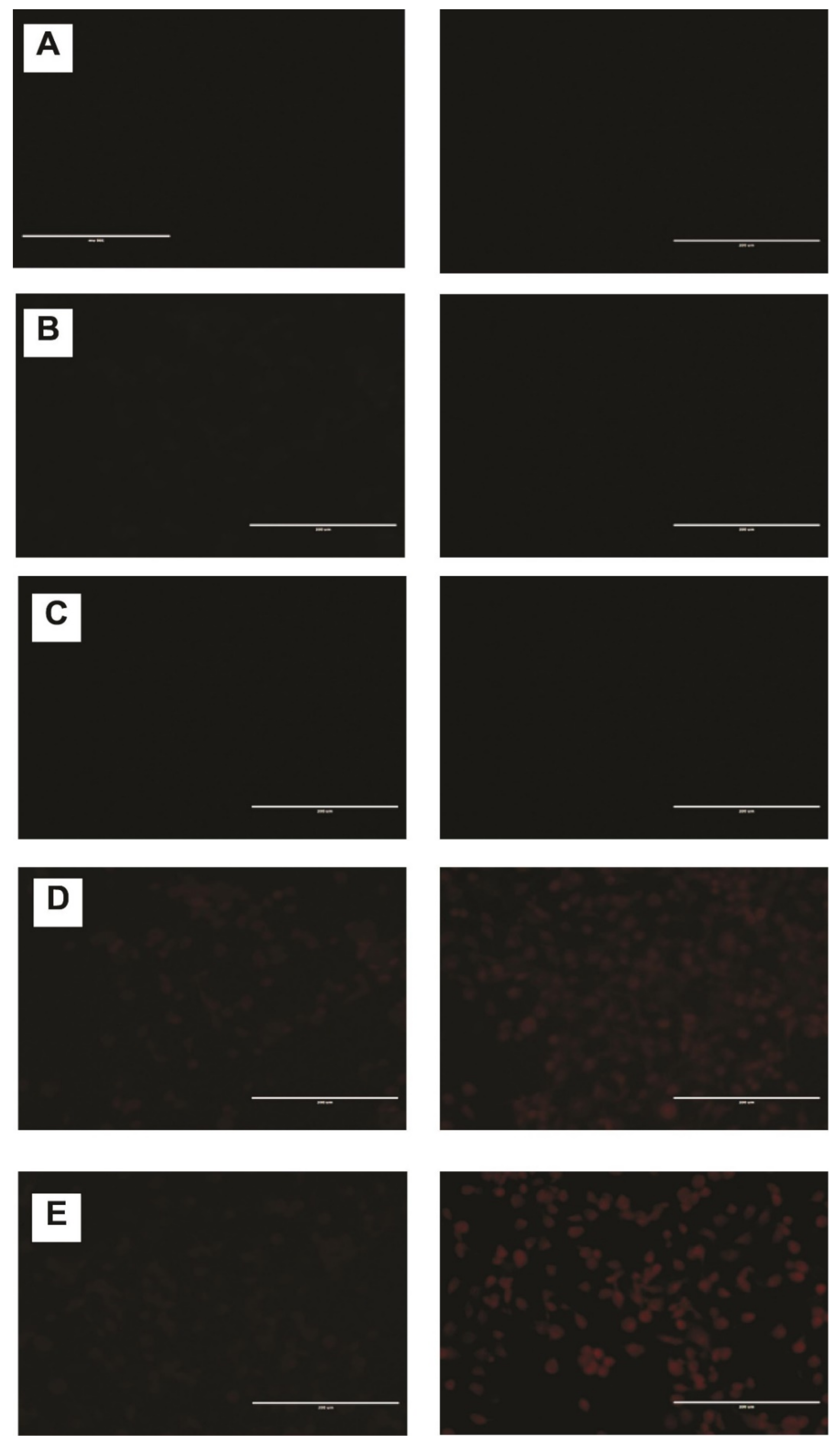 Ijms 23 11763 g005 Ijms 23 11763 g005