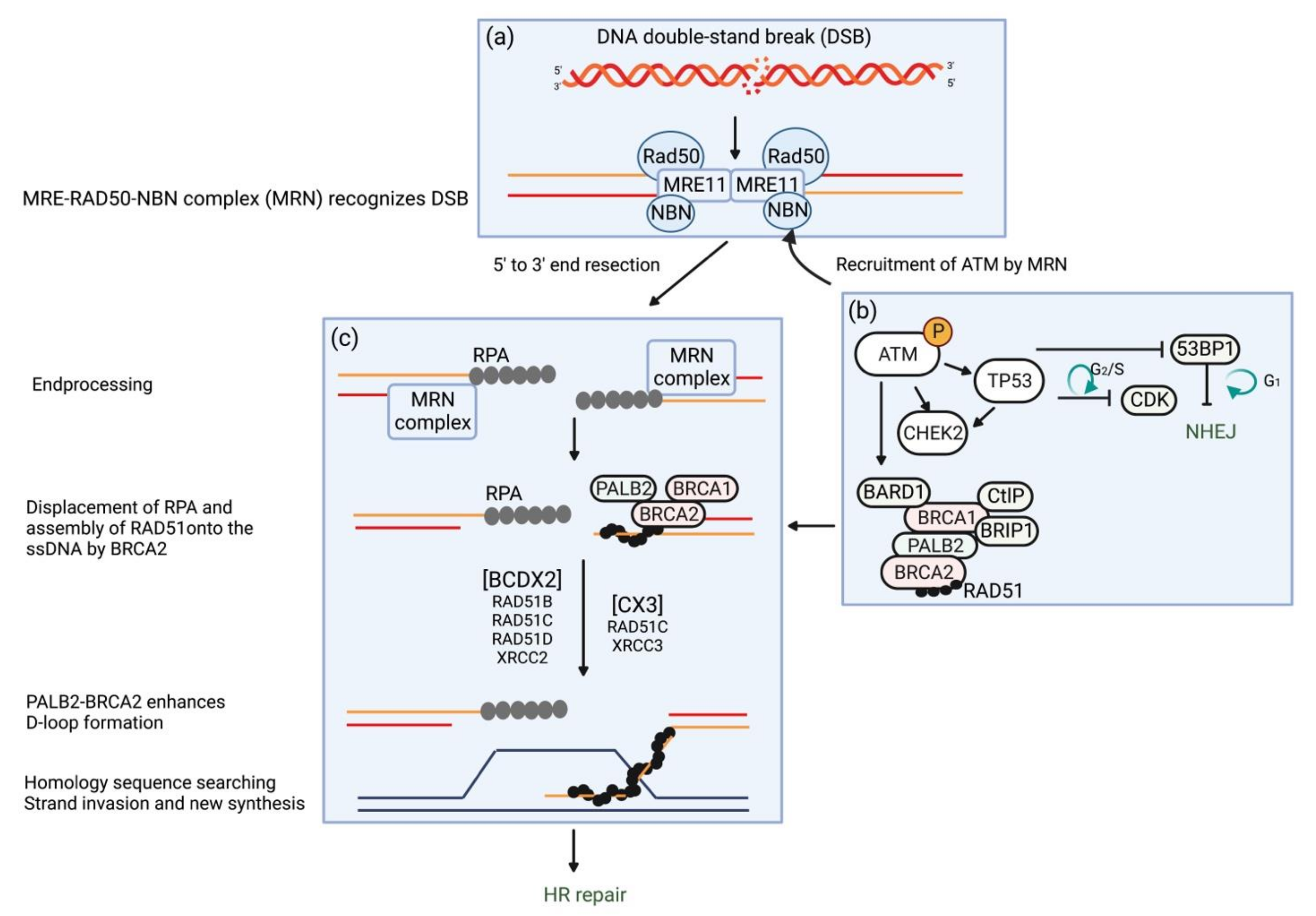 Ijms 23 11790 g001 Ijms 23 11790 g001