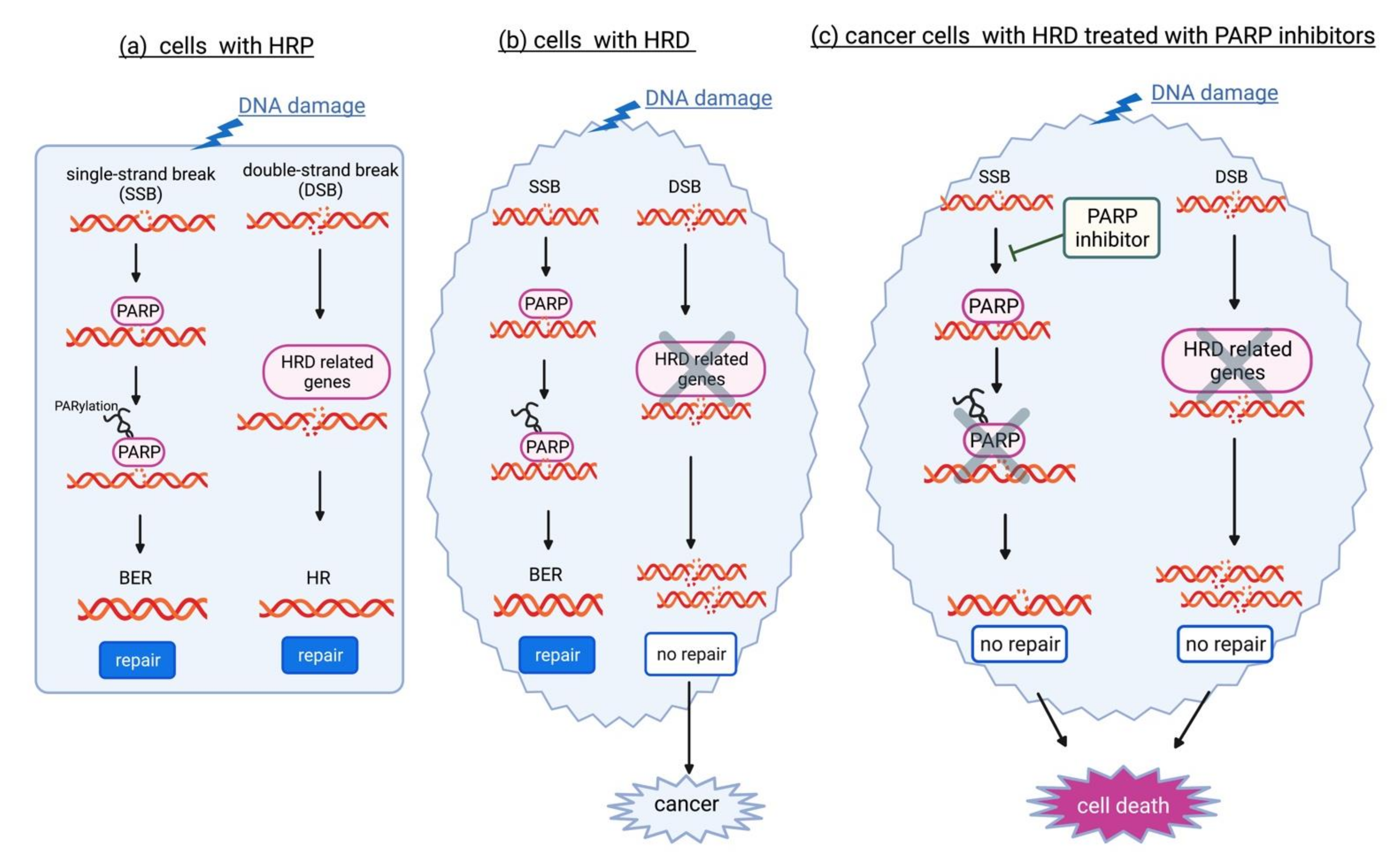 Ijms 23 11790 g002 Ijms 23 11790 g002
