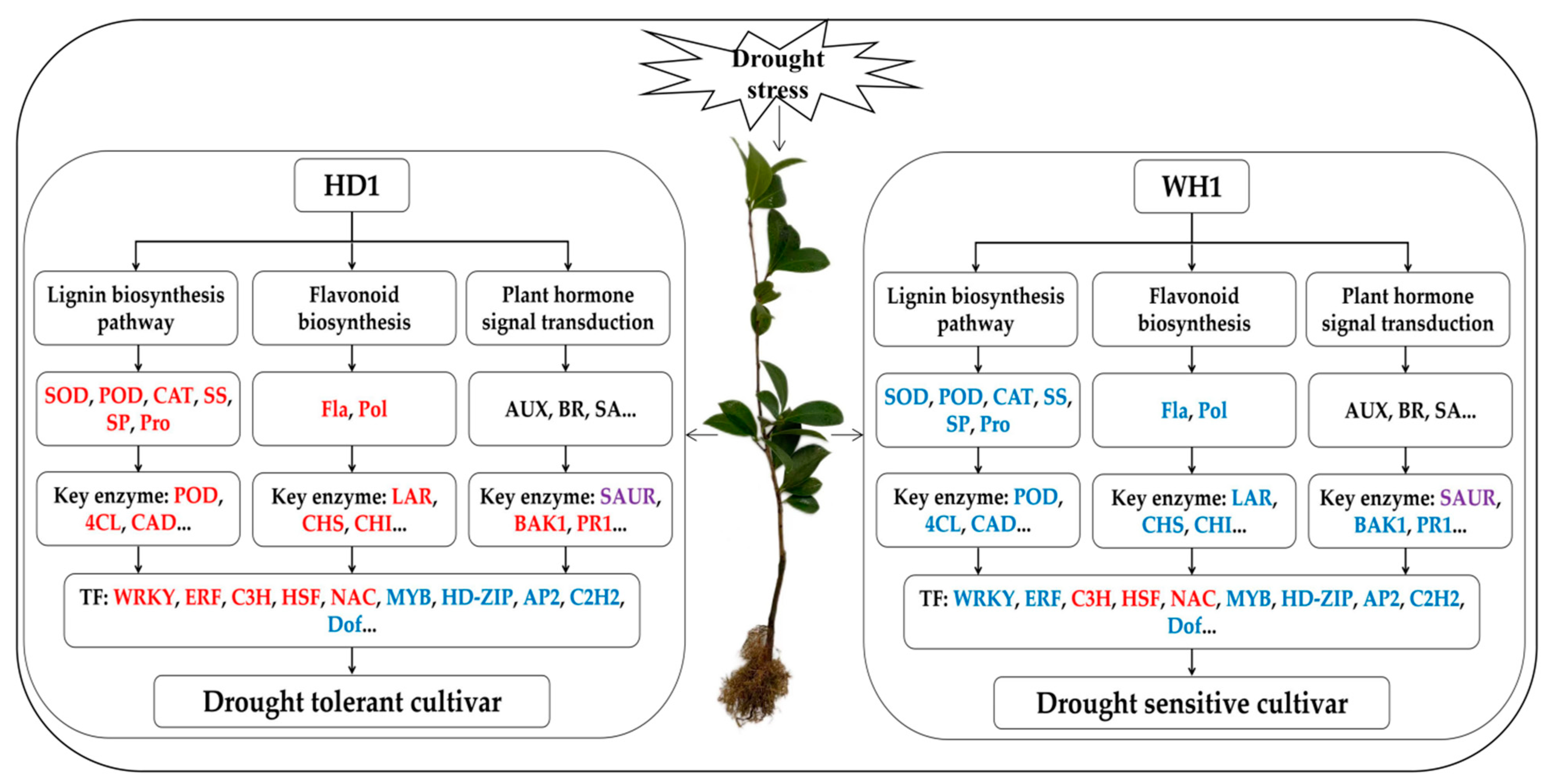 Ijms 23 11801 g011 Ijms 23 11801 g011