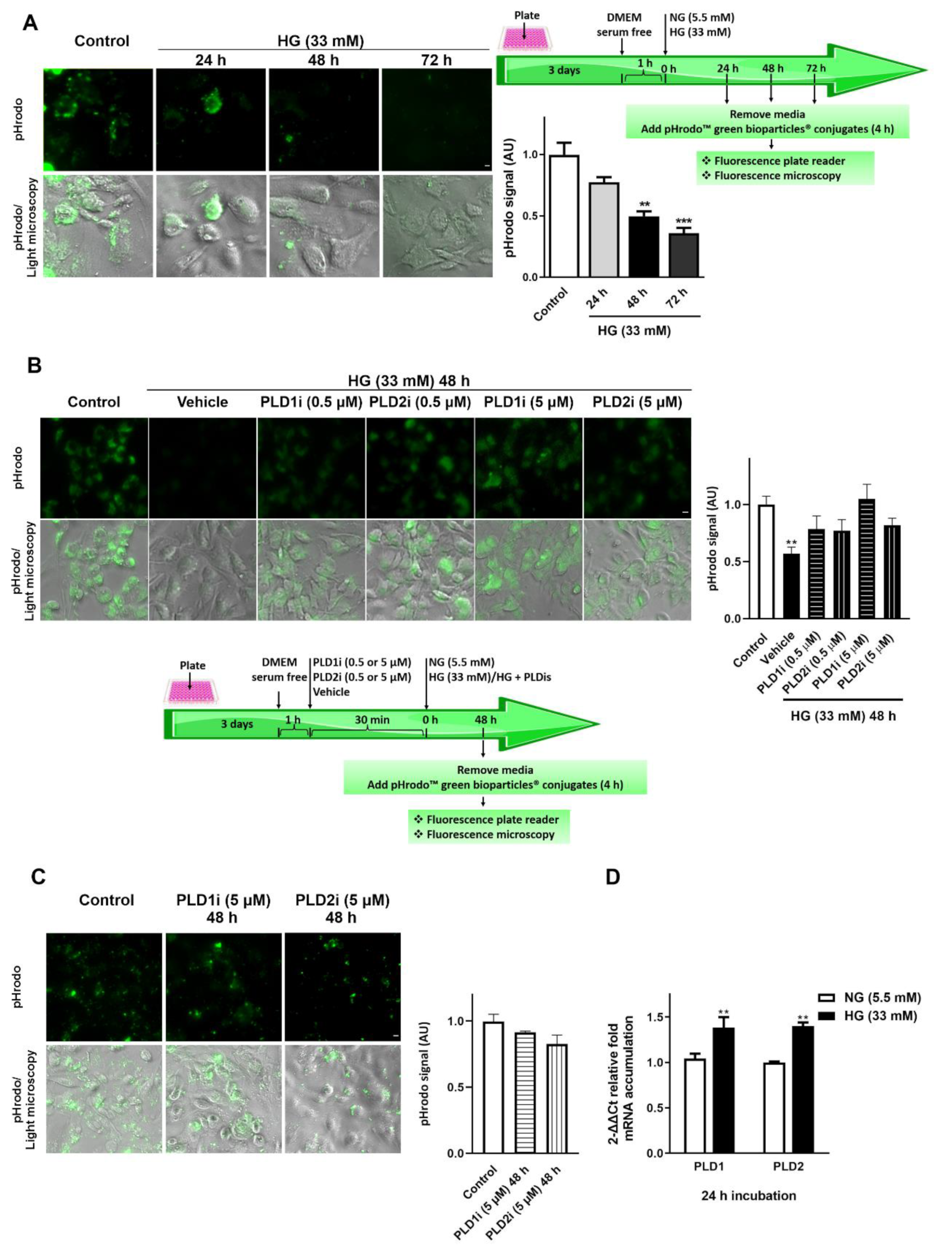 Ijms 23 11823 g001 Ijms 23 11823 g001