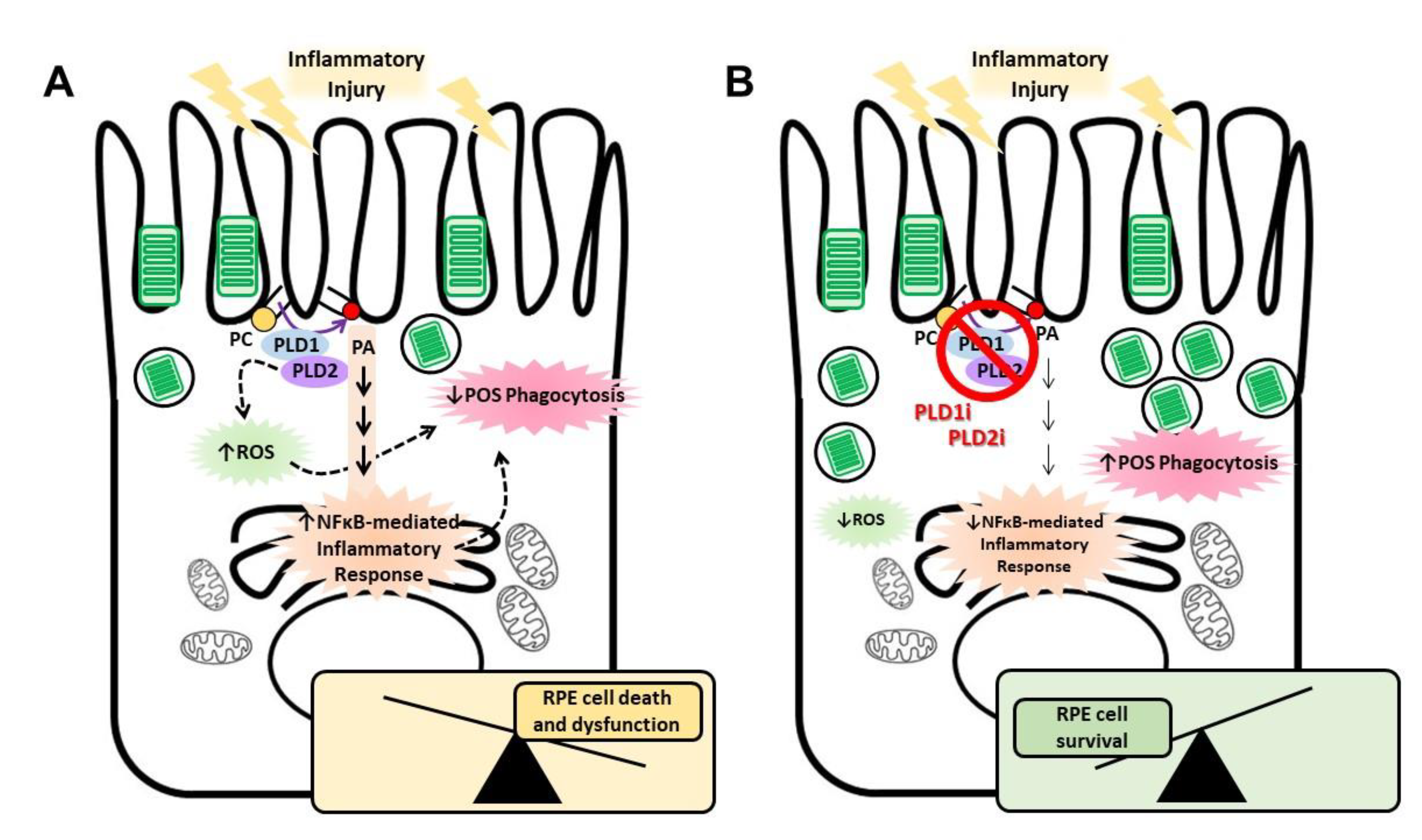 Ijms 23 11823 g005 Ijms 23 11823 g005