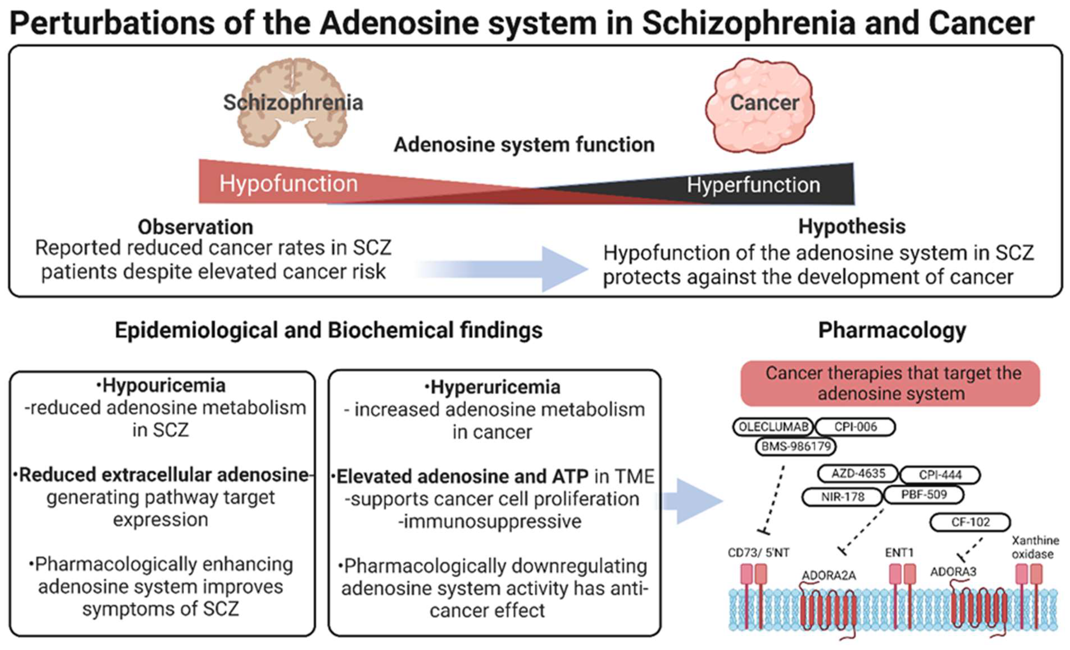IJMS | Free Full-Text | Adenosine, Schizophrenia and Cancer: Does the  Purinergic System Offer a Pathway to Treatment?