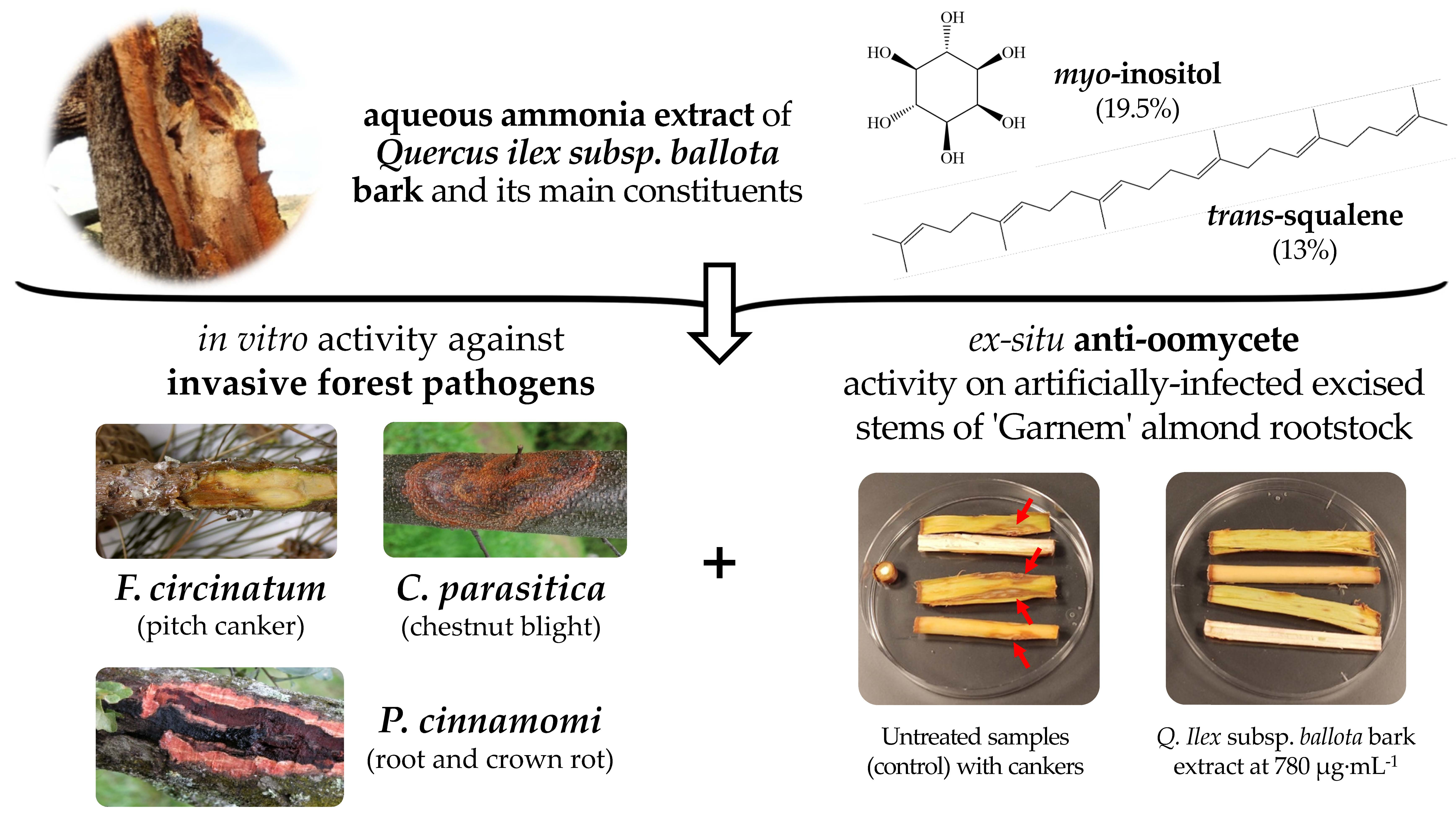IJMS | Free Full-Text | Holm Oak (Quercus ilex subsp. ballota (Desf.)  Samp.) Bark Aqueous Ammonia Extract for the Control of Invasive Forest  Pathogens
