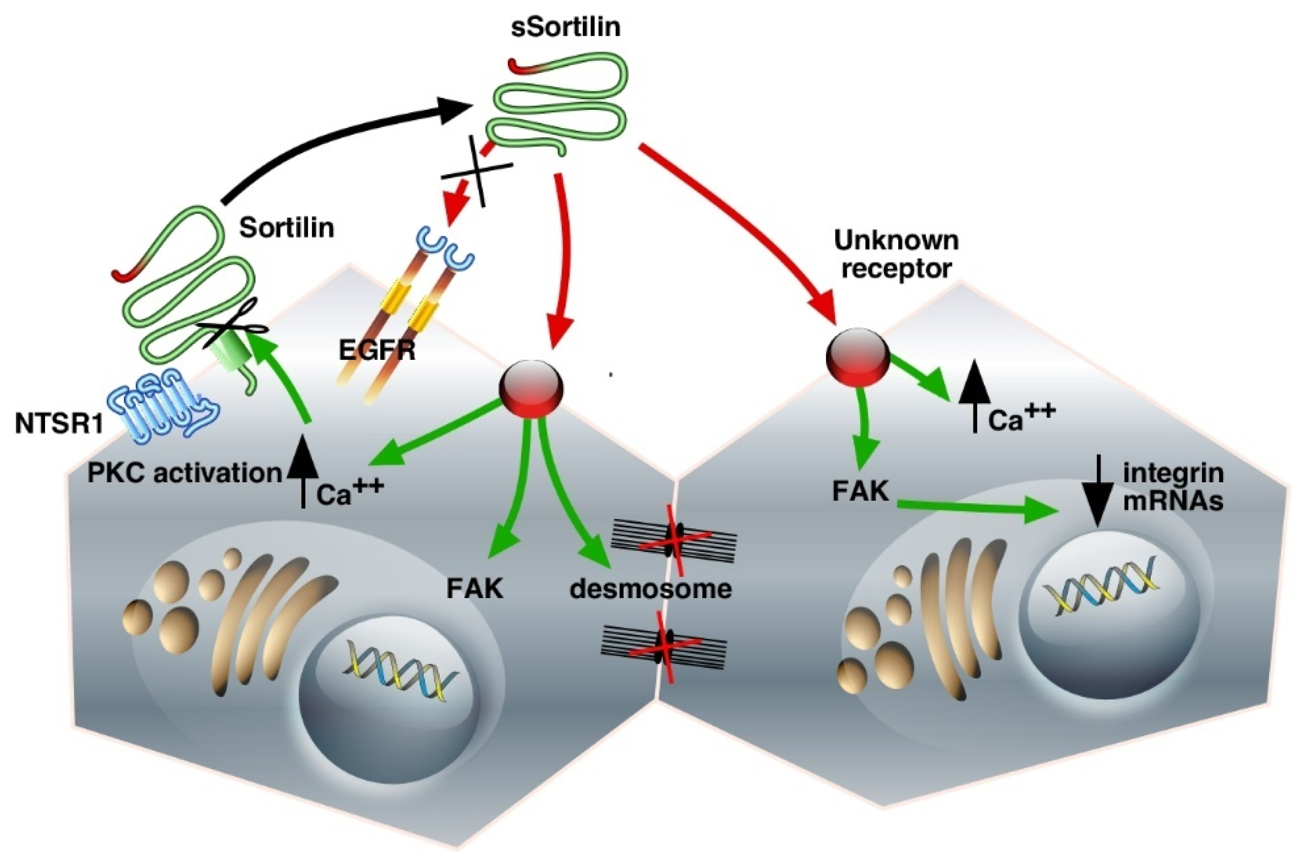 Ijms 23 11888 g002 Ijms 23 11888 g002