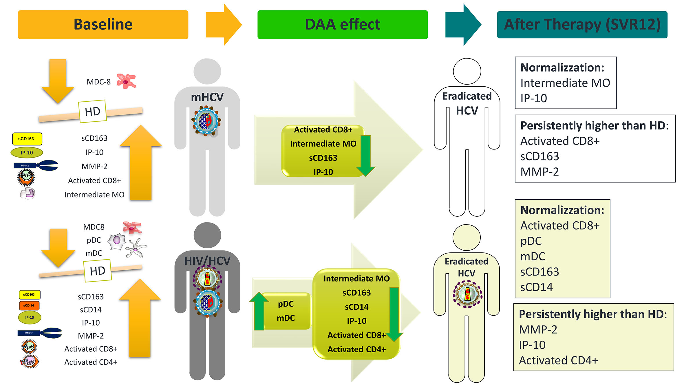 IJMS | Free Full-Text | Longitudinal Assessment of Multiple Immunological  and Inflammatory Parameters during Successful DAA Therapy in HCV  Monoinfected and HIV/HCV Coinfected Subjects