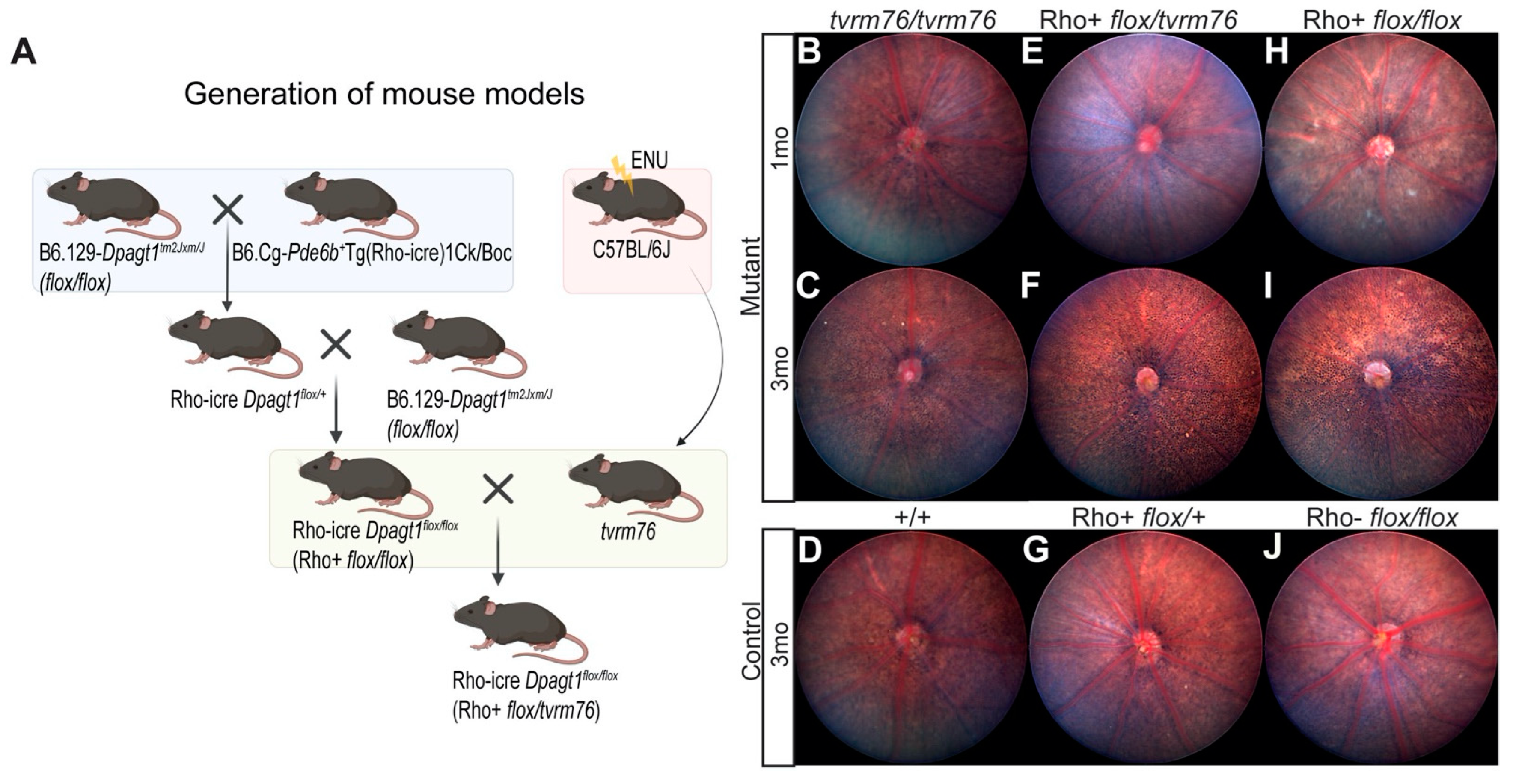 Ijms 23 12005 g002 Ijms 23 12005 g002